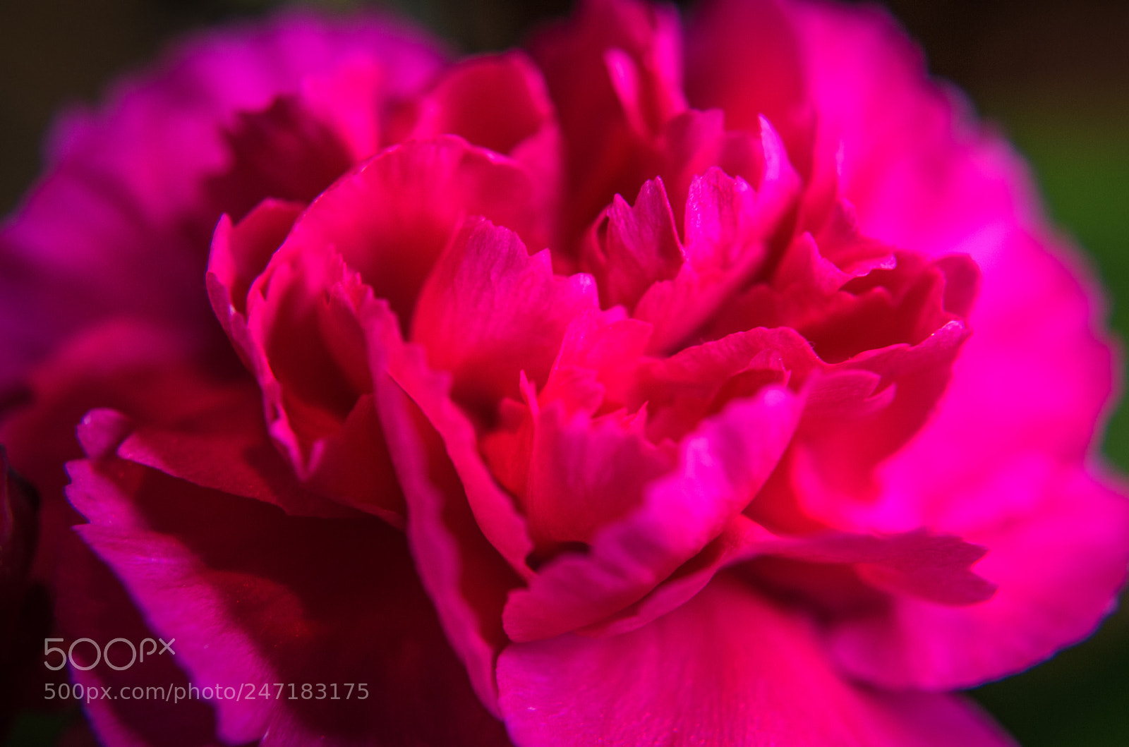 Nikon D3200 sample photo. Valentine carnation photography