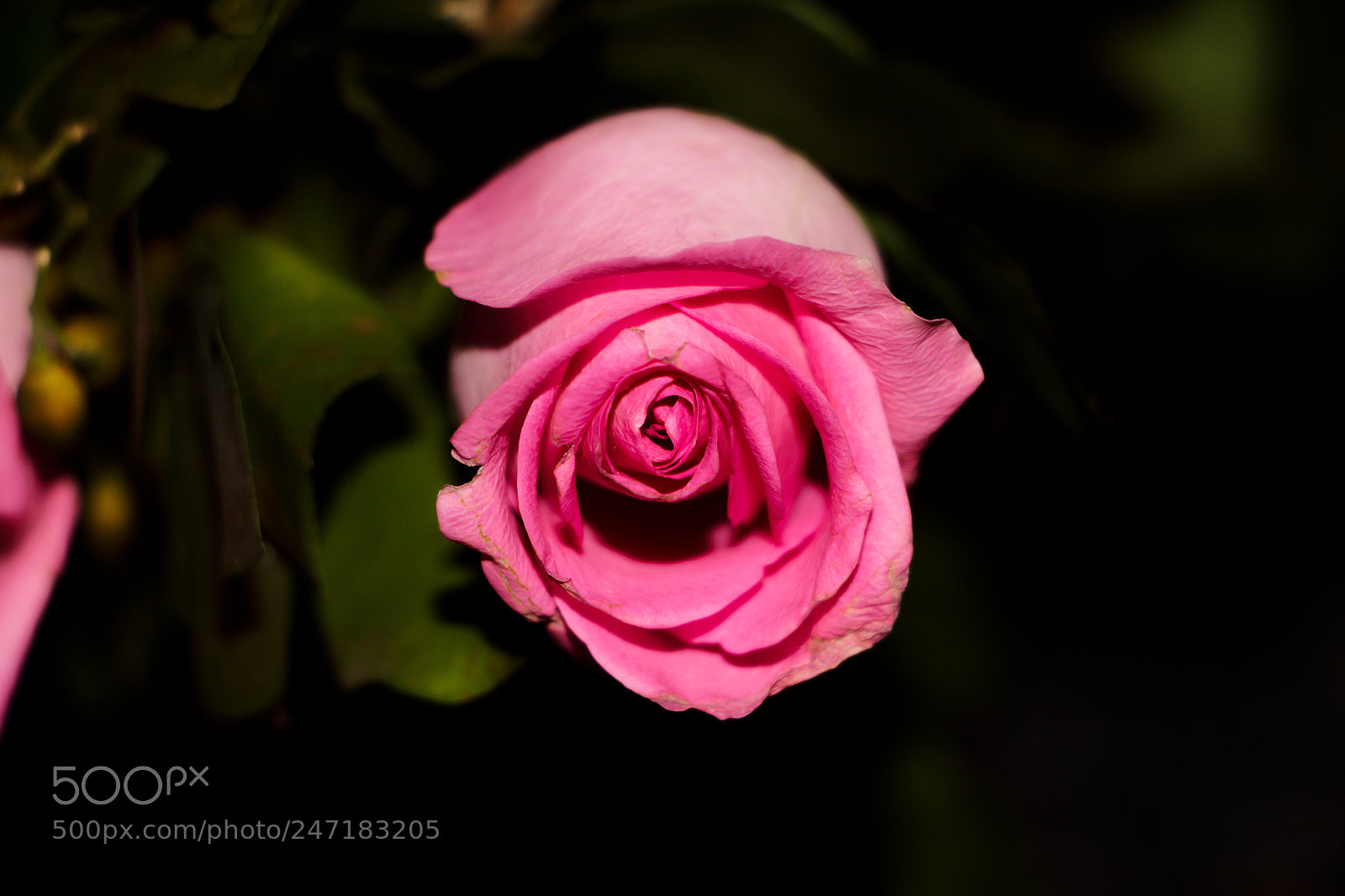 Canon EOS 700D (EOS Rebel T5i / EOS Kiss X7i) sample photo. Rose photography
