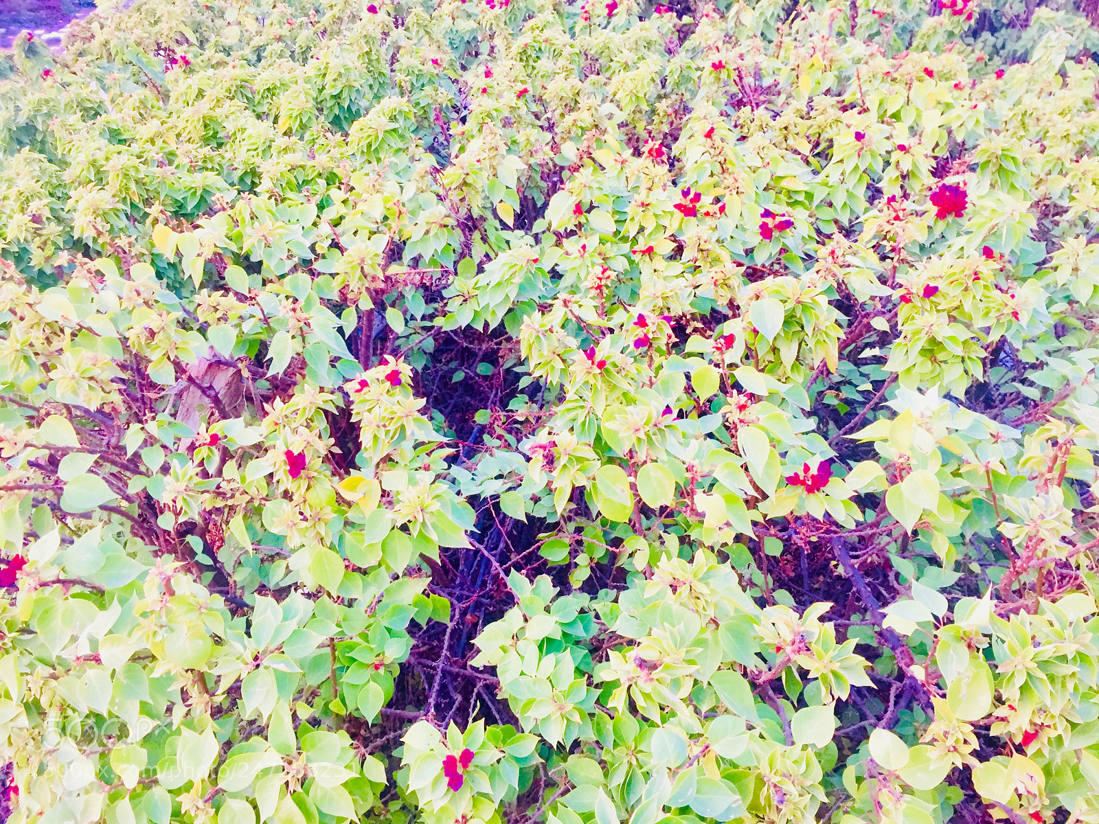Apple iPhone 6 sample photo. Untitled photography