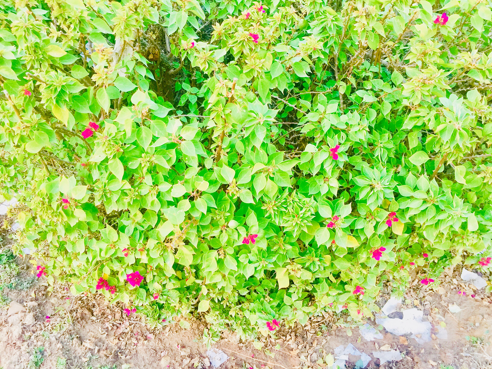 Apple iPhone 6 sample photo. Untitled photography