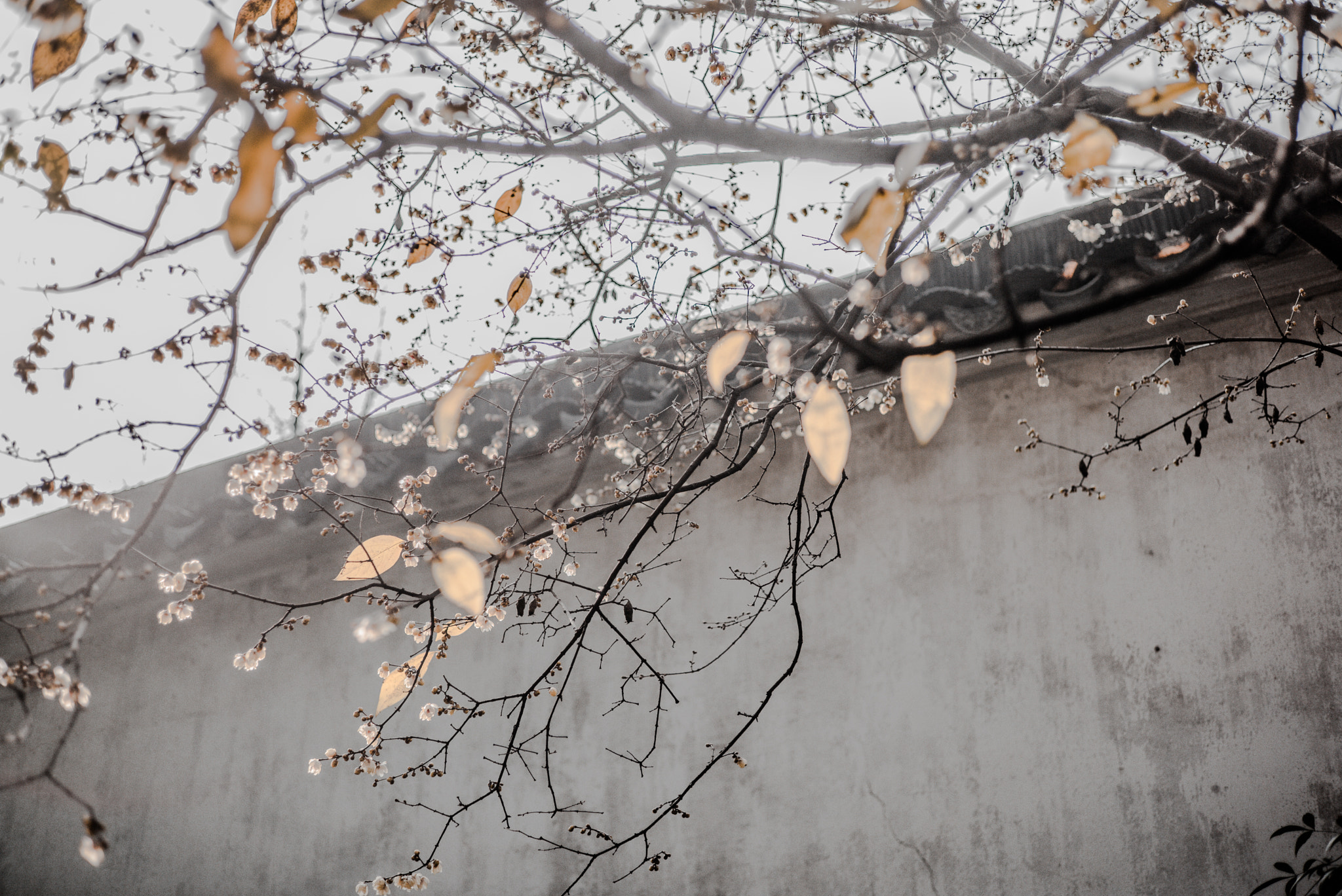 Leica M (Typ 262) sample photo. Suzhou, china photography
