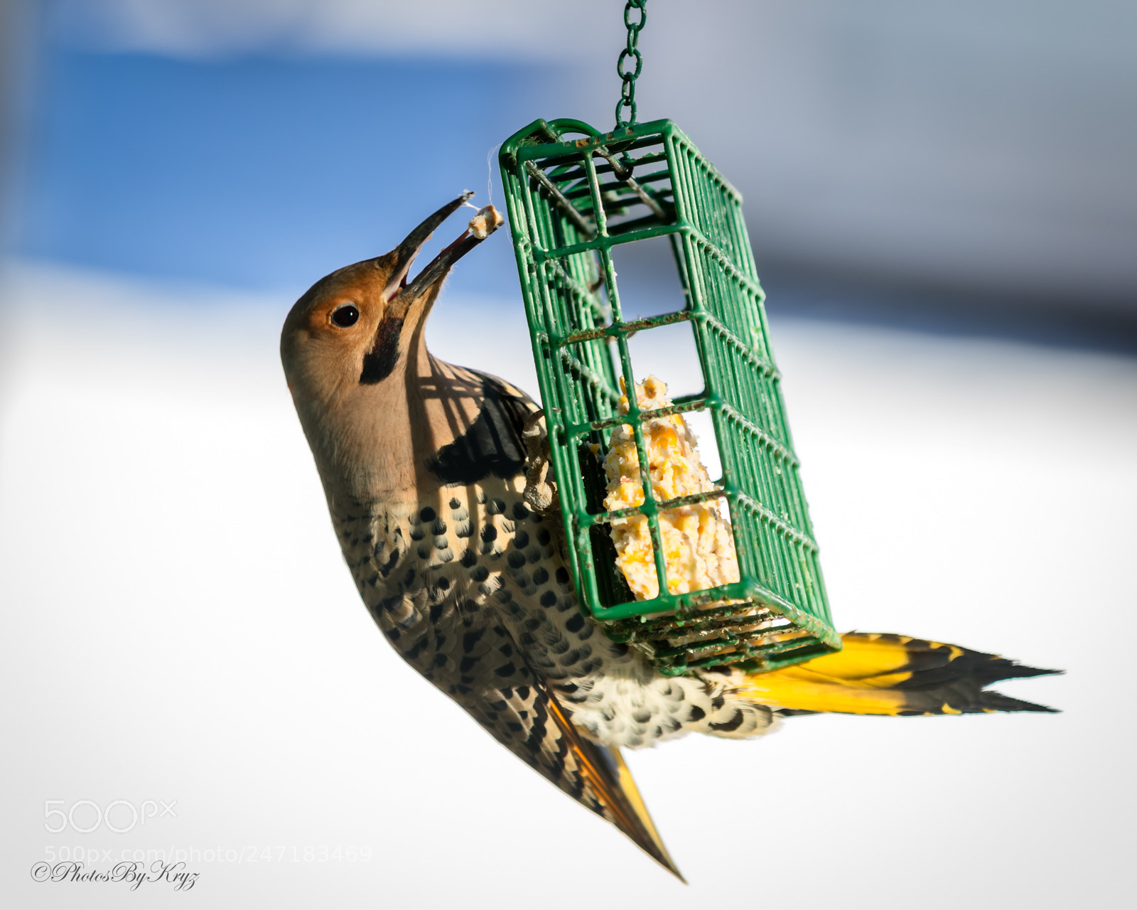 Canon EOS 7D Mark II sample photo. Sticky northen flicker photography