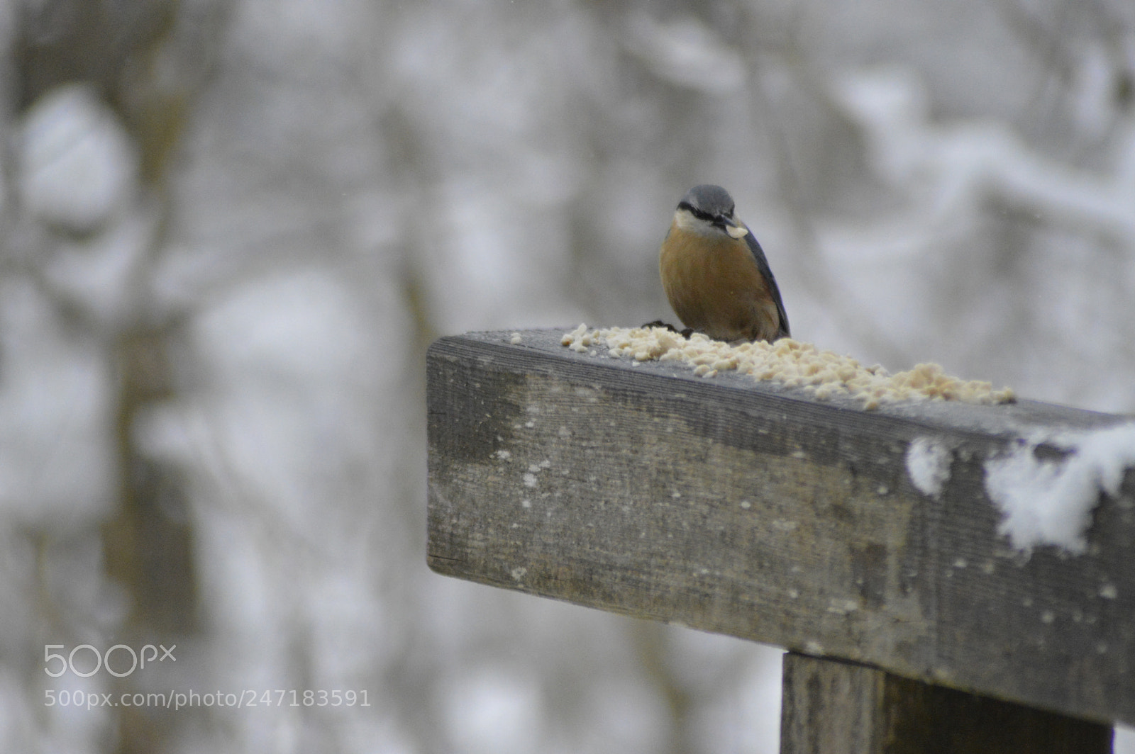 Nikon D3200 sample photo. Nuthatch eating food photography