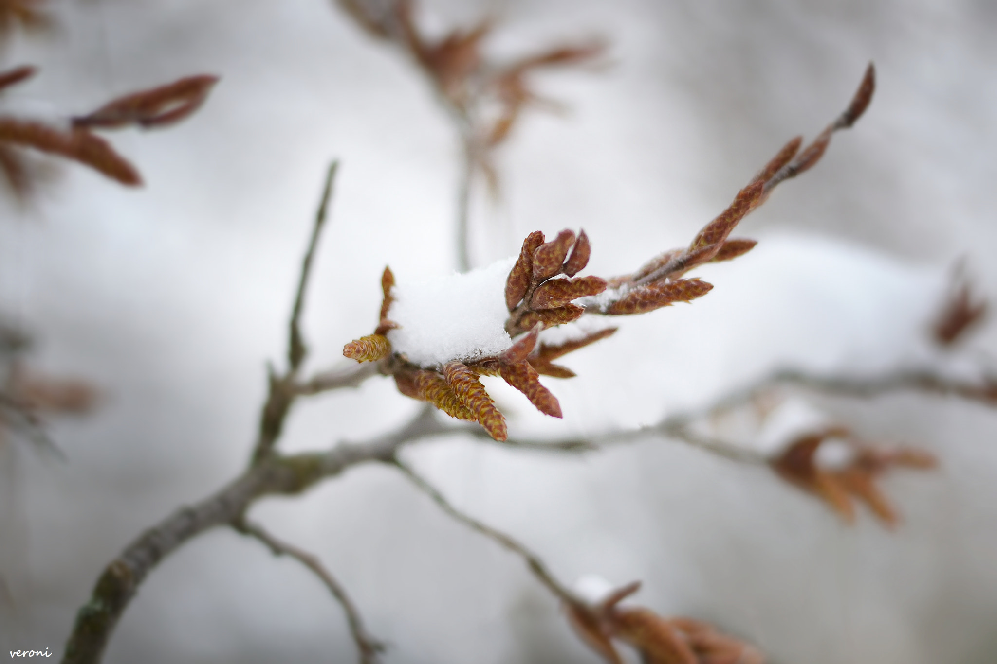 Nikon D3100 sample photo. Spring in the winter photography
