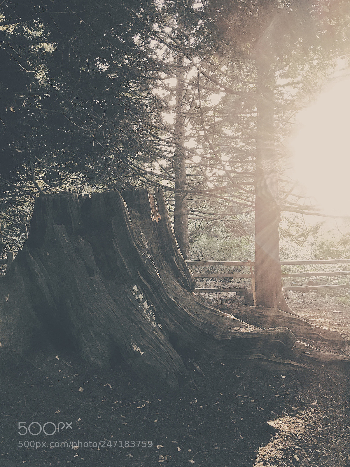 Apple iPhone 7 Plus sample photo. Renfrew park, last summer. photography
