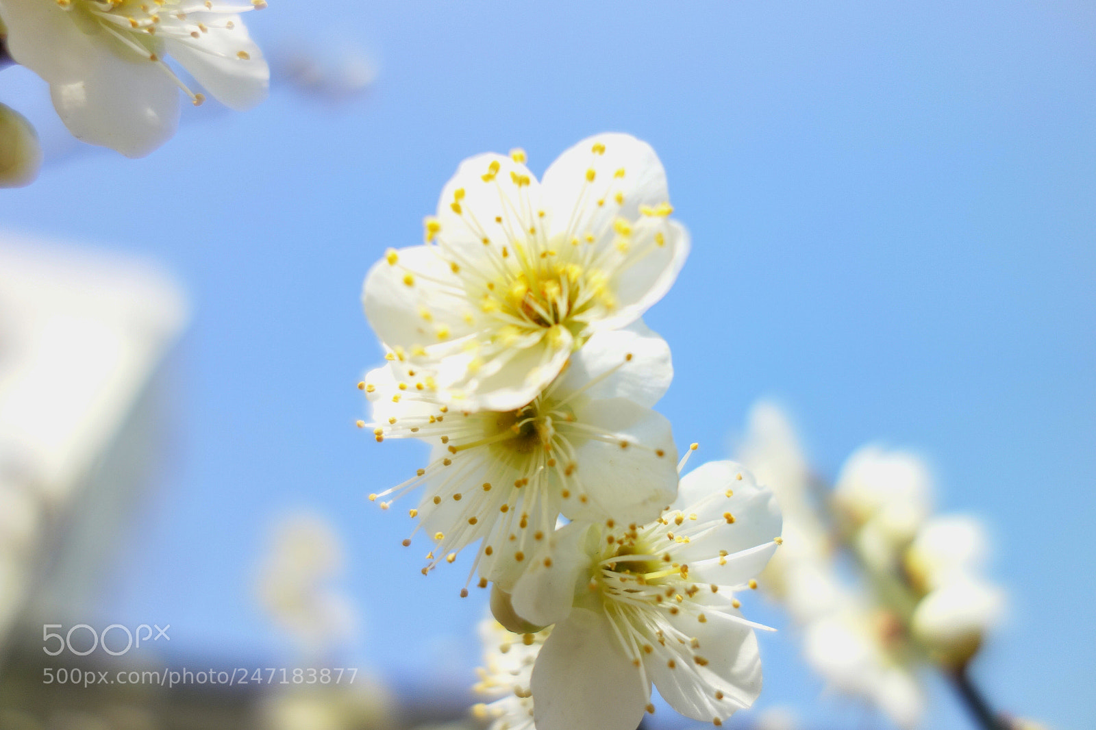 Sony Cyber-shot DSC-RX100 sample photo. 湯島天満宮梅まつり photography