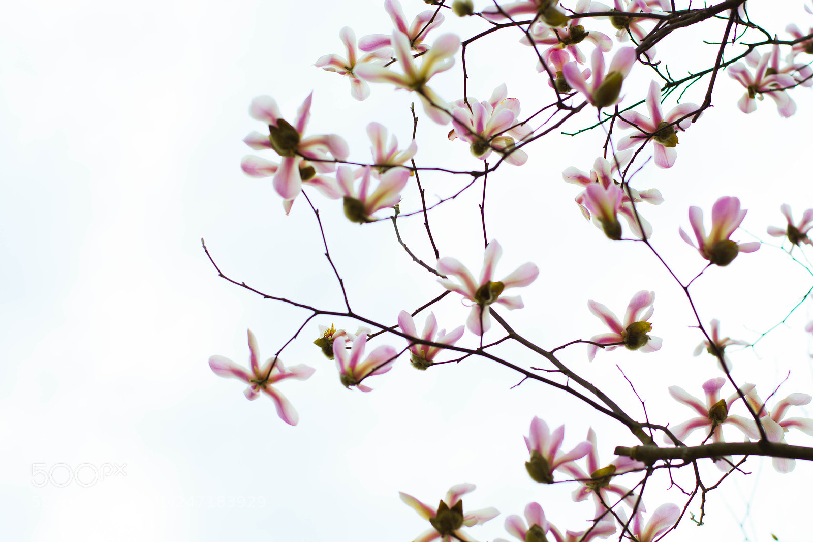 Nikon D5200 sample photo. 玉兰花 photography