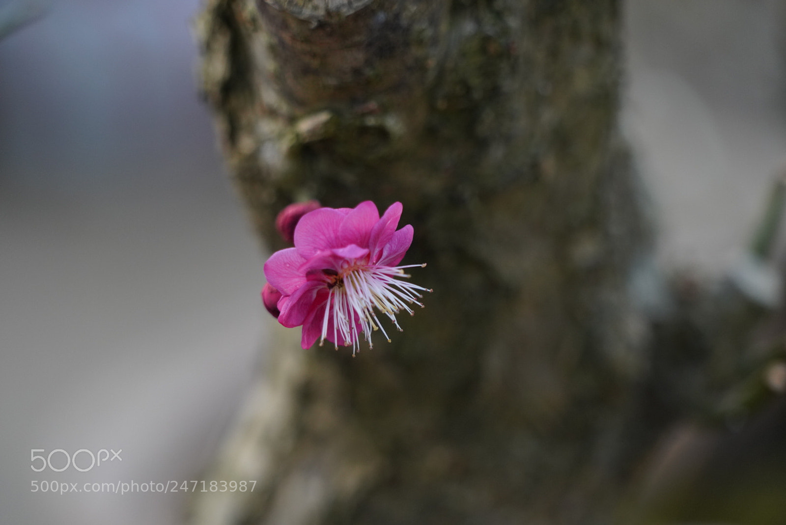 Sony a7R III sample photo. 梅花 photography