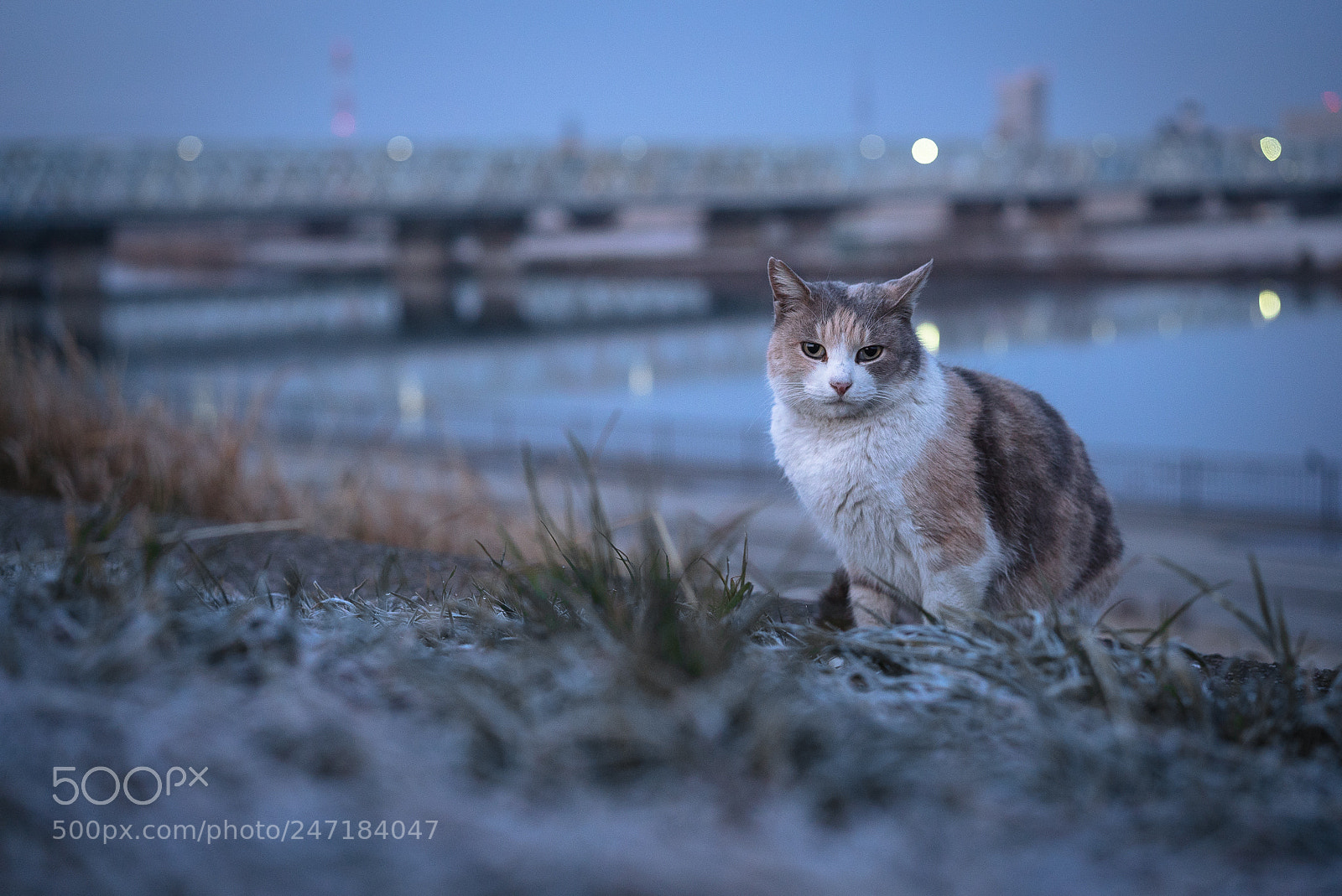 Sony a7S II sample photo. Frosty morning photography
