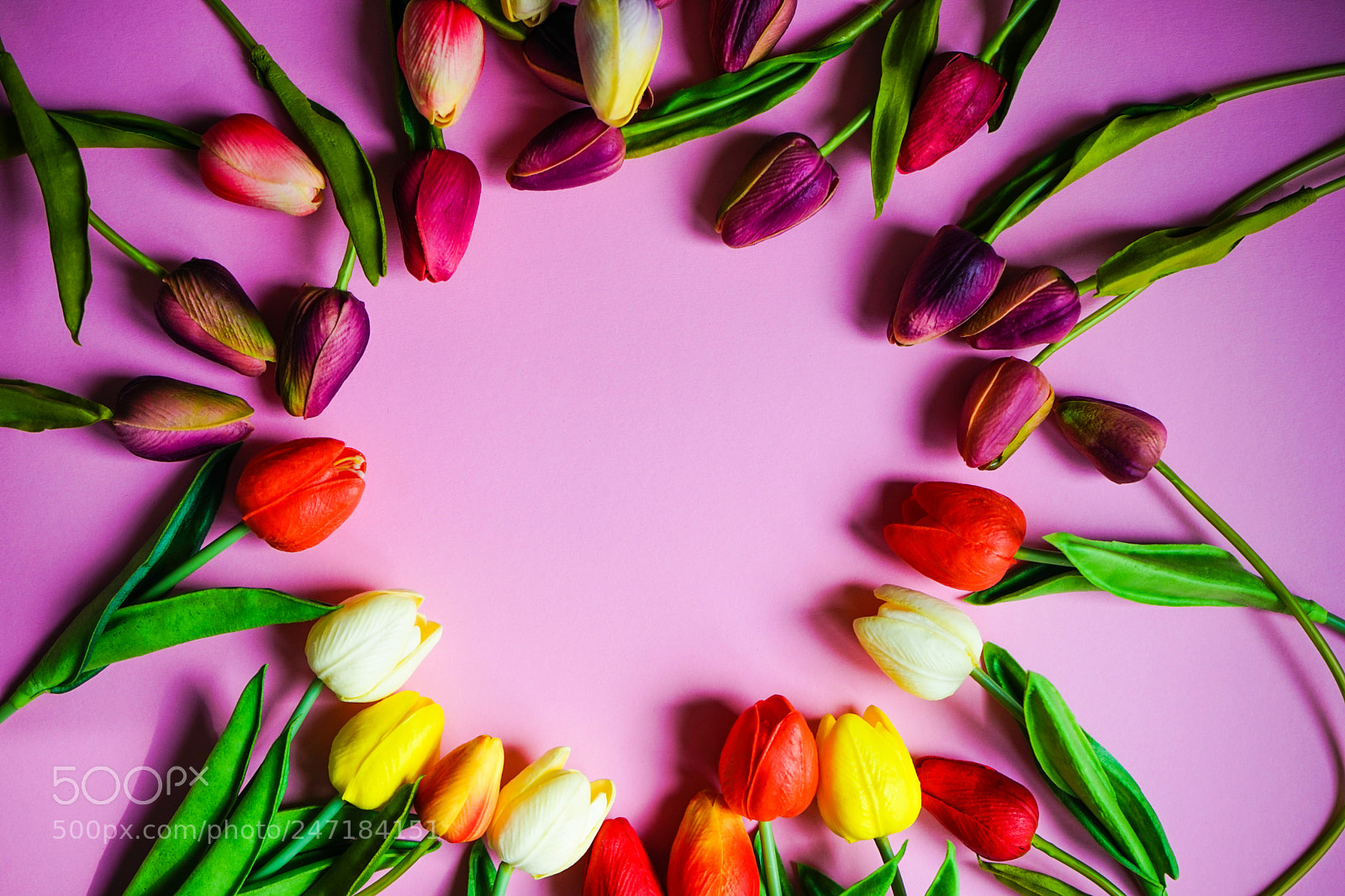 Sony a7 sample photo. Spring floral concept photography