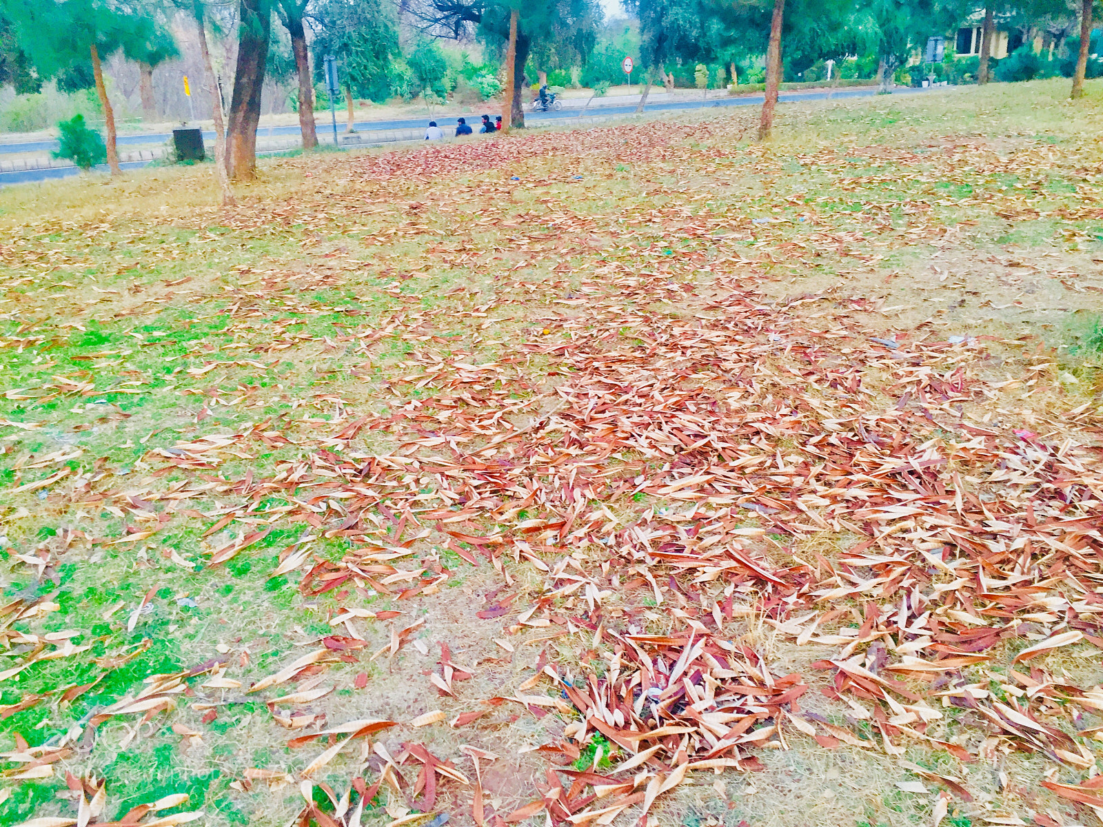 Apple iPhone 6 sample photo. Untitled photography