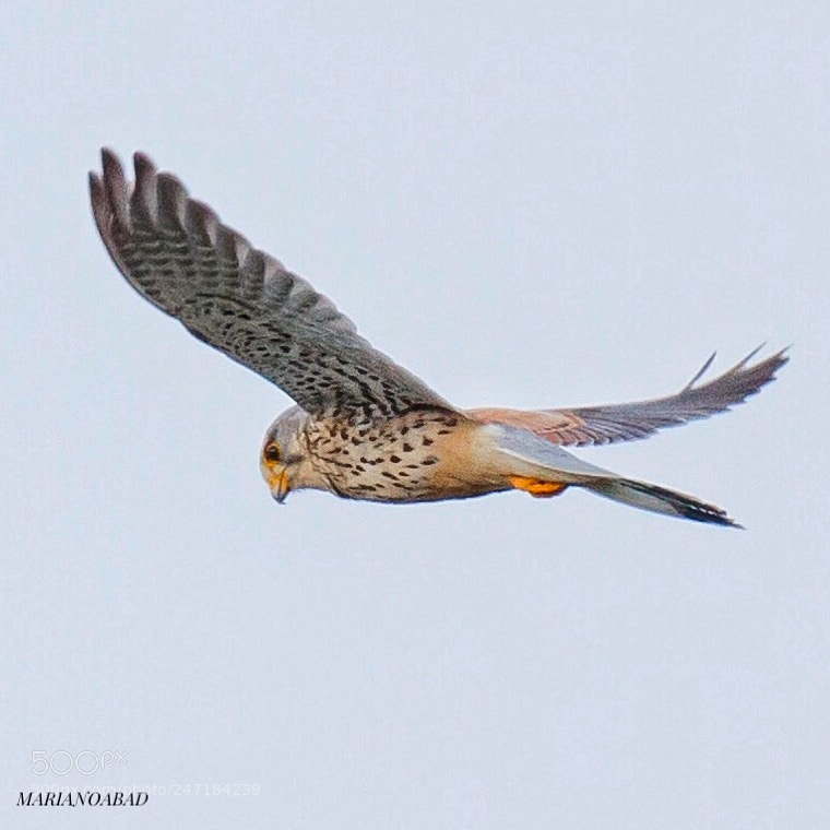 Canon EOS 7D sample photo. Cern calo vulgar falco photography