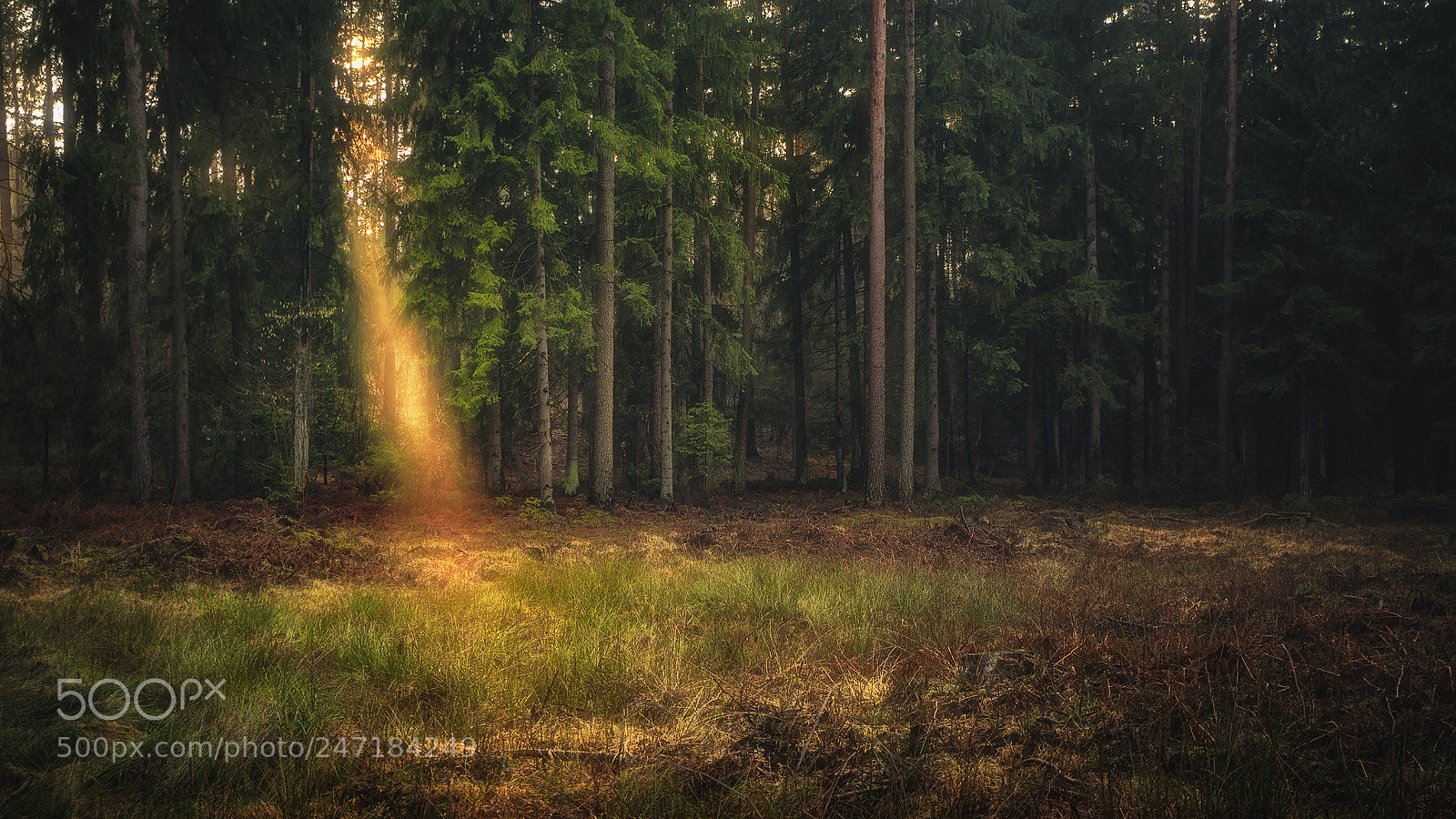 Sony Alpha NEX-5T sample photo. Forest light ray photography