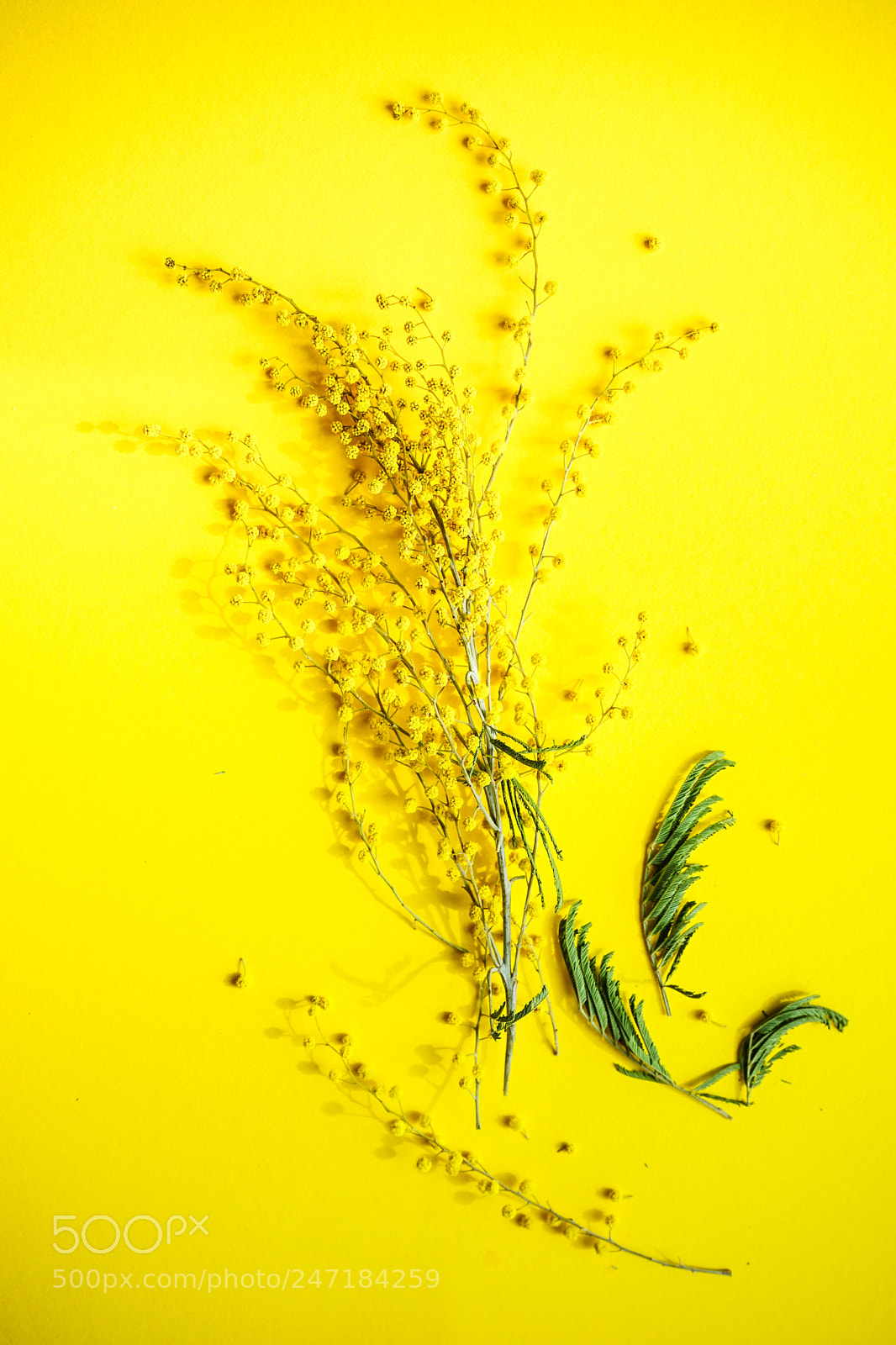 Sony a7 sample photo. Spring floral concept photography