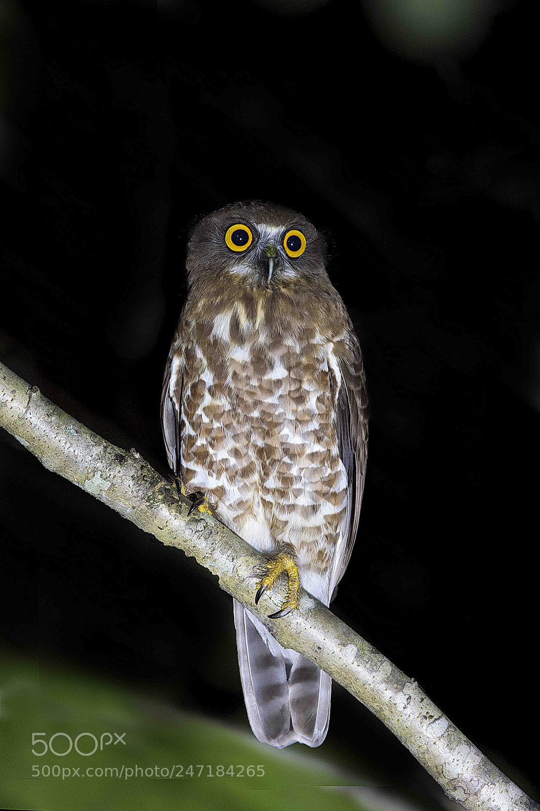 Nikon D4 sample photo. A brown hawk owl photography