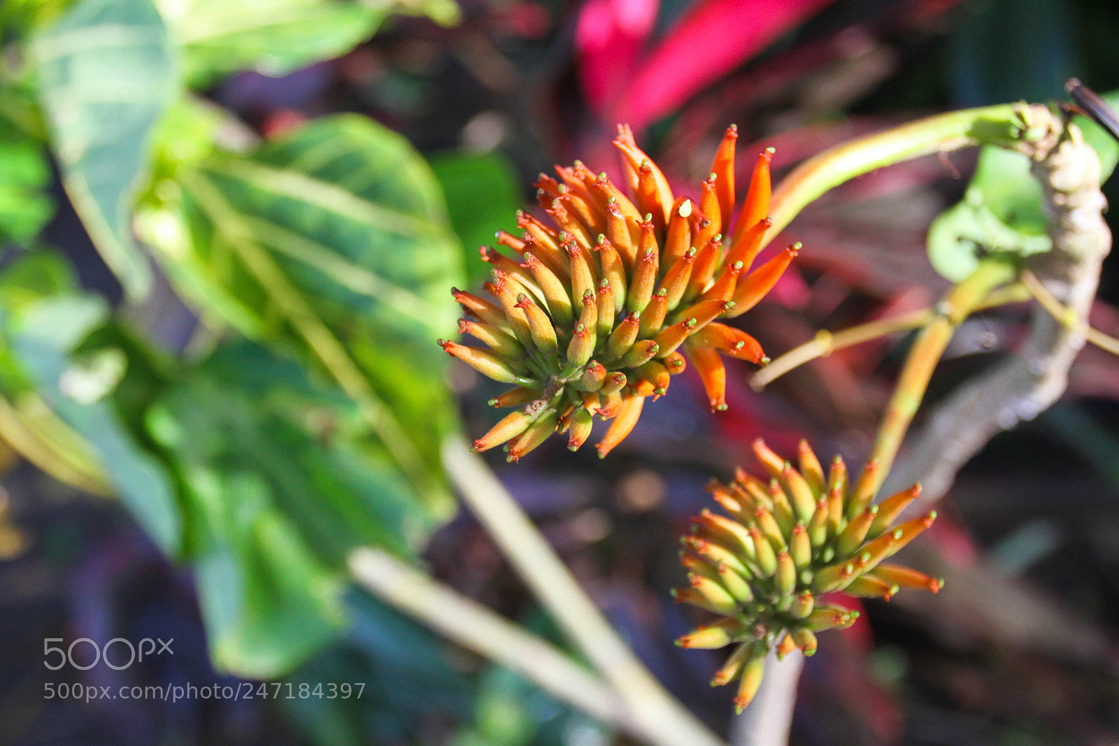 Canon EOS 7D sample photo. Do you know what photography