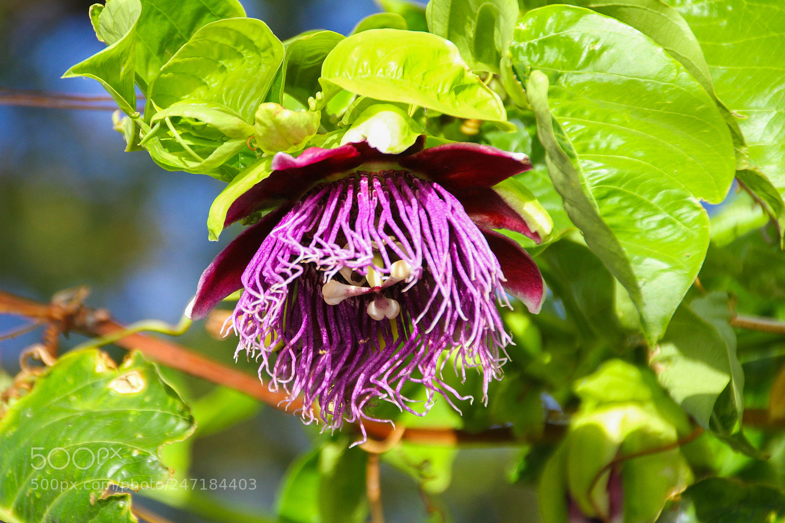 Canon EOS 7D sample photo. Purple photography