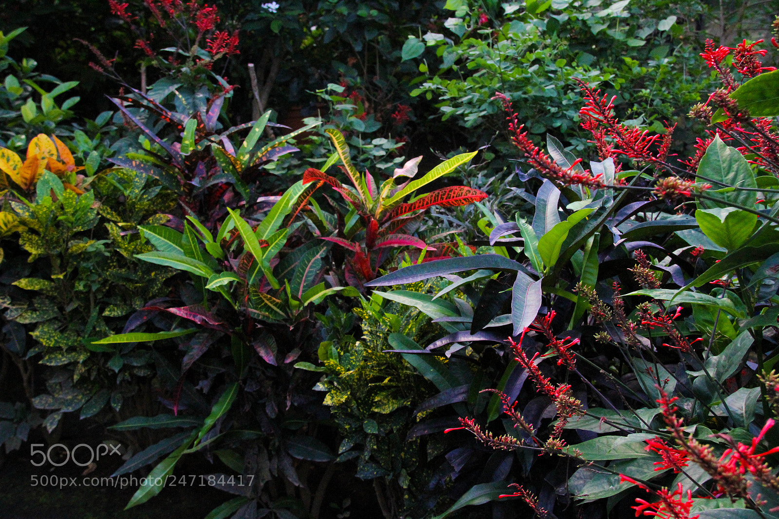 Canon EOS 7D sample photo. So many beautiful flowers photography