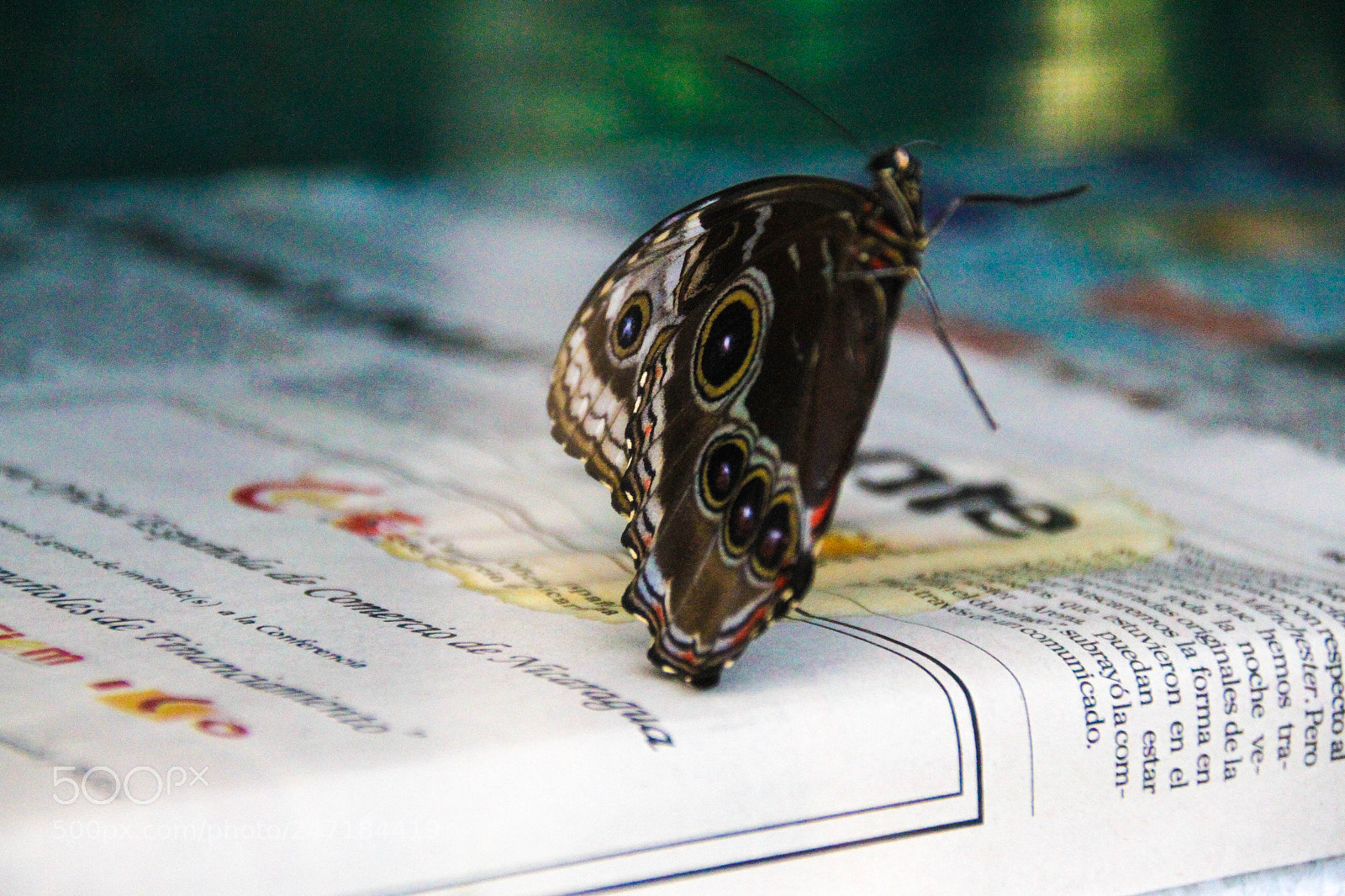 Canon EOS 7D sample photo. Mariposa photography