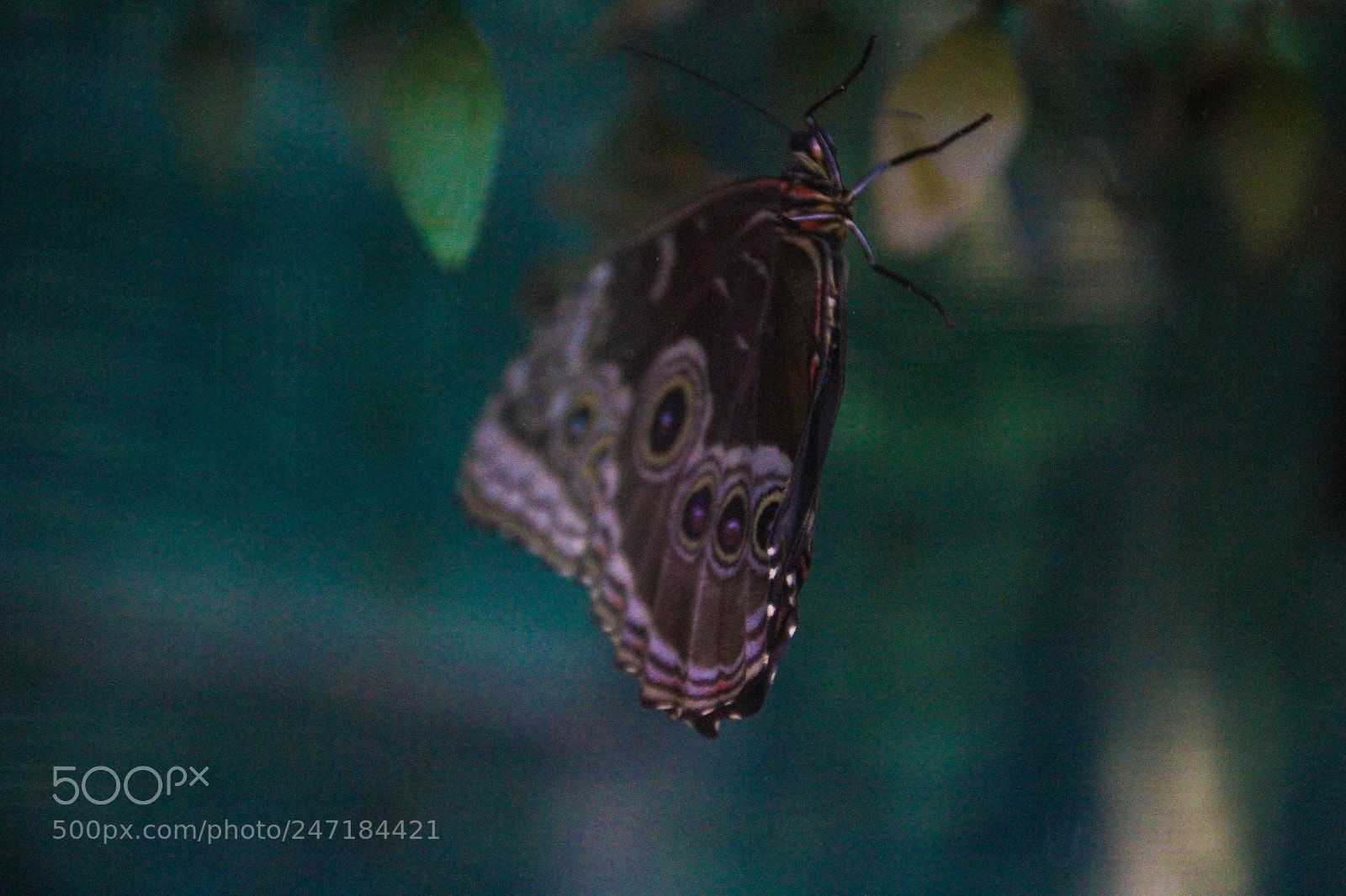 Canon EOS 7D sample photo. Mariposa photography