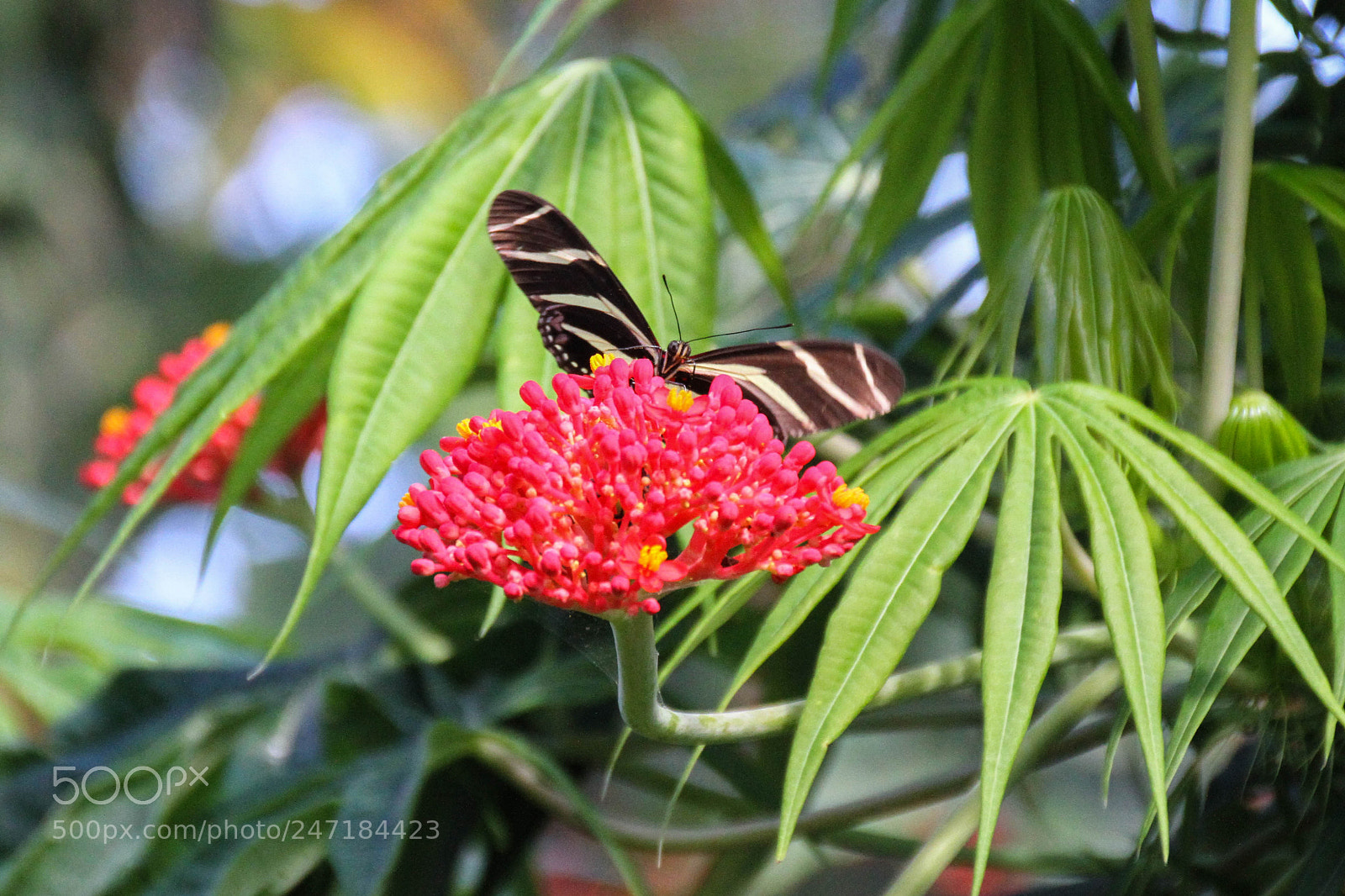 Canon EOS 7D sample photo. Mariposa photography