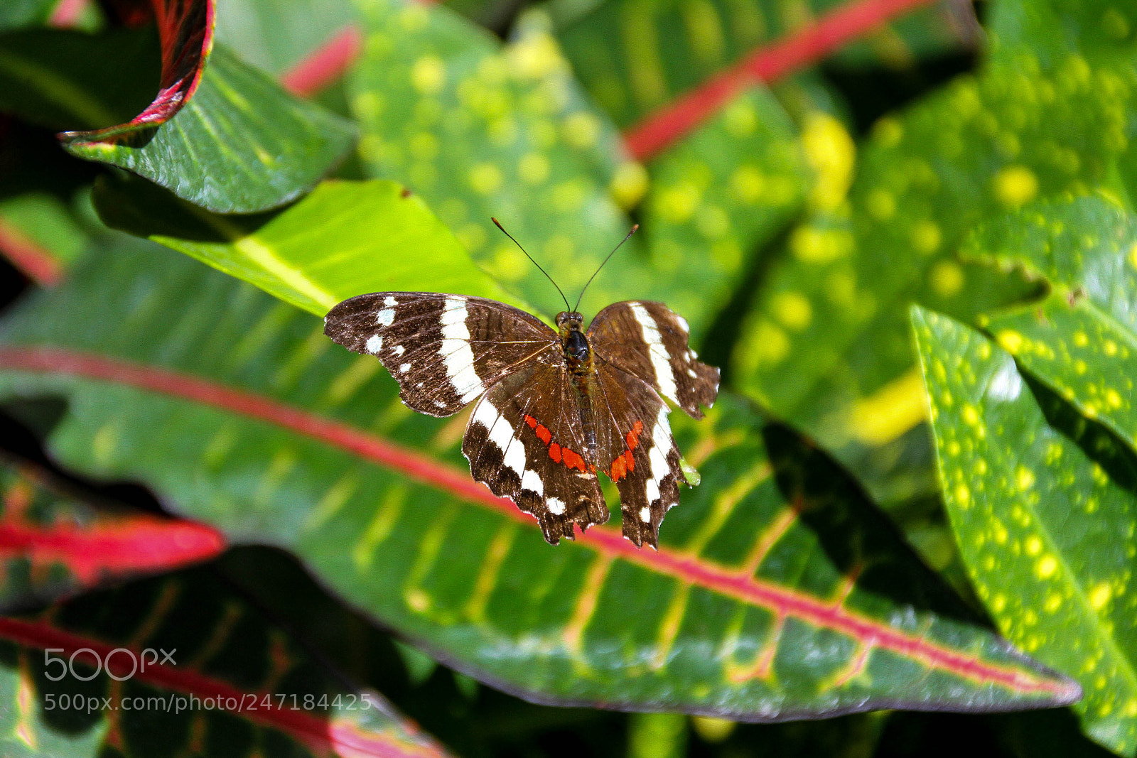 Canon EOS 7D sample photo. Untitled photography