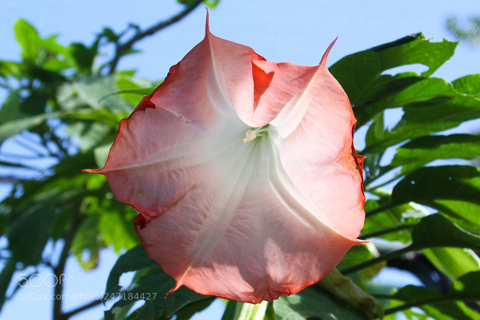 Canon EOS 7D sample photo. Untitled photography