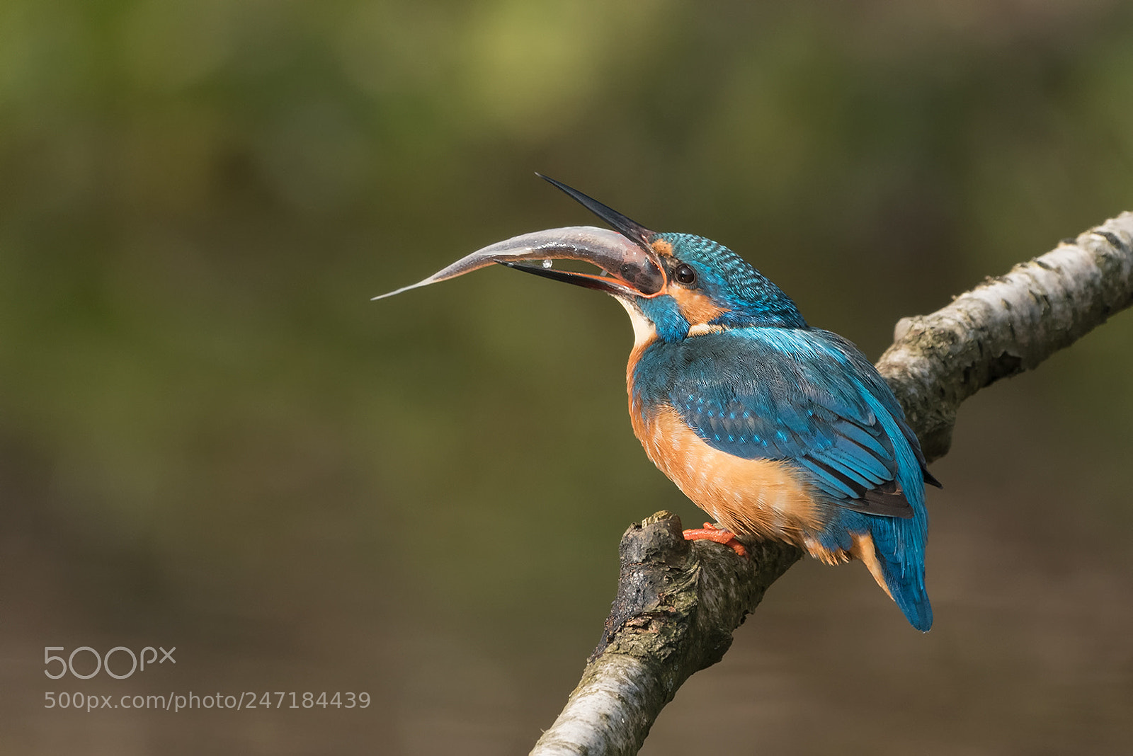 Nikon D500 sample photo. Kingfisher with fish. photography