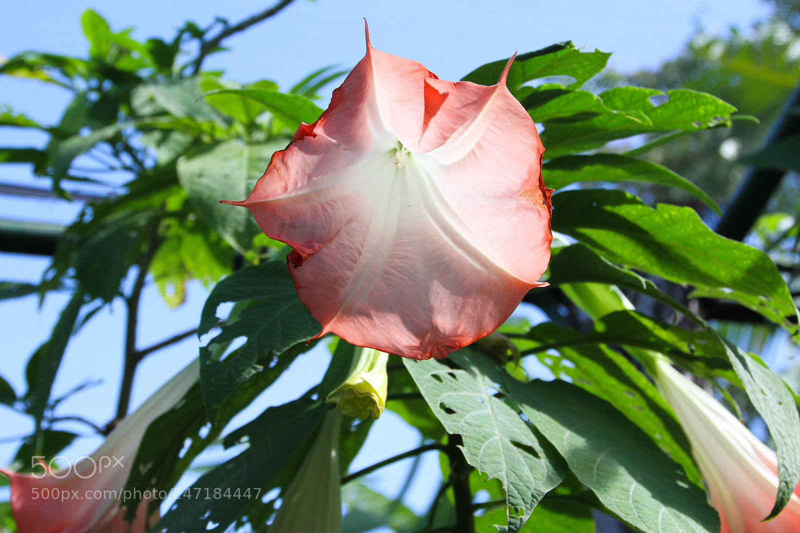 Canon EOS 7D sample photo. Untitled photography