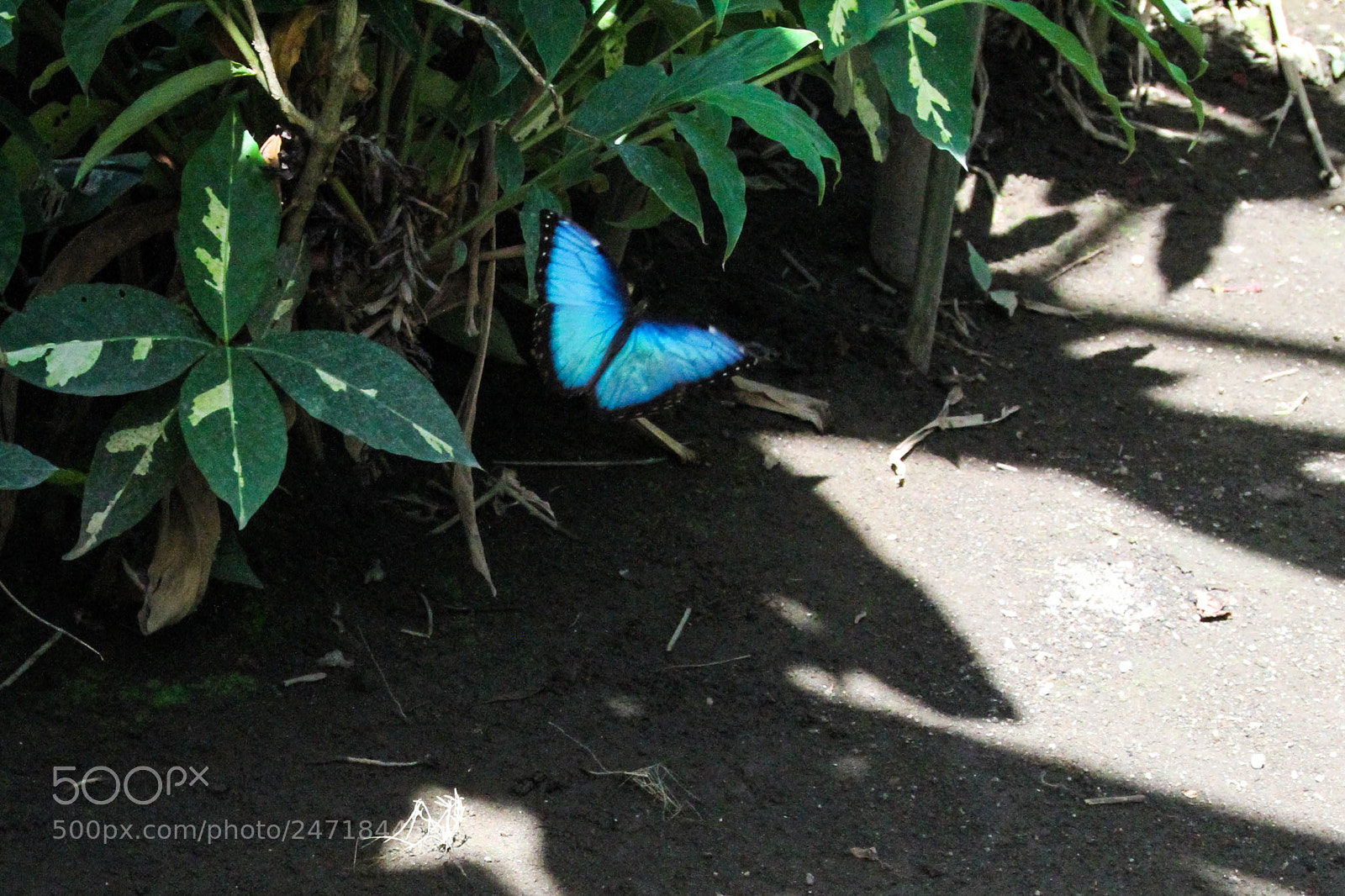 Canon EOS 7D sample photo. Blue morpho photography