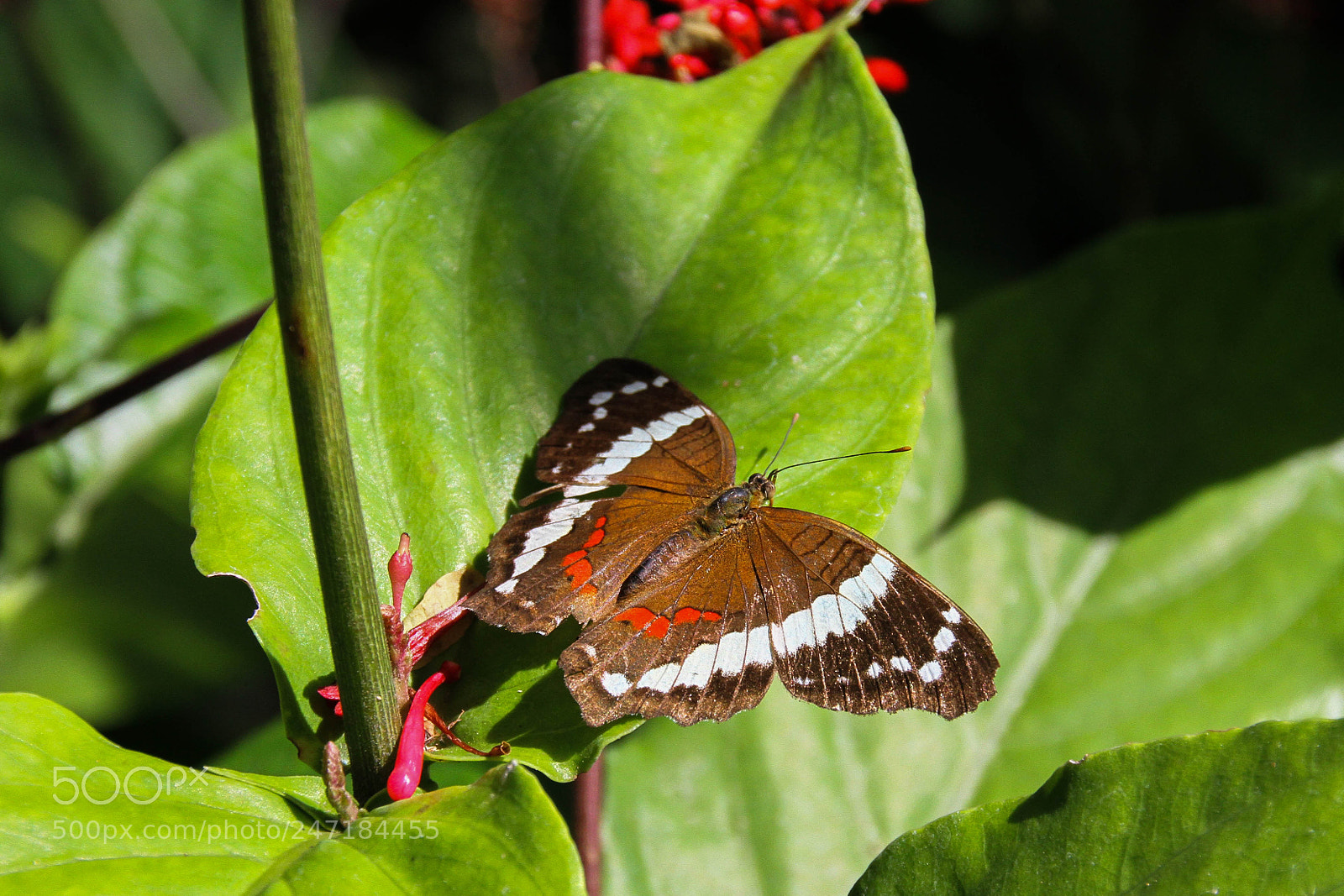 Canon EOS 7D sample photo. Butterfly photography
