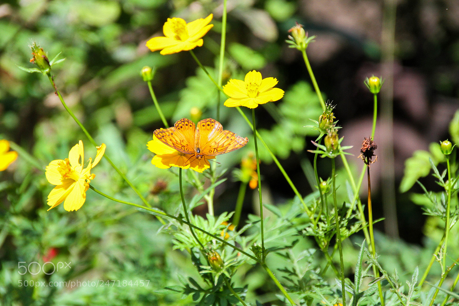 Canon EOS 7D sample photo. Butterfly photography