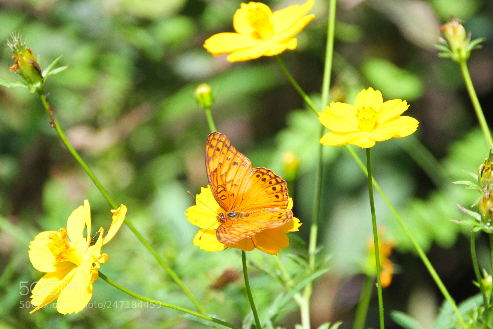 Canon EOS 7D sample photo. Butterfly photography