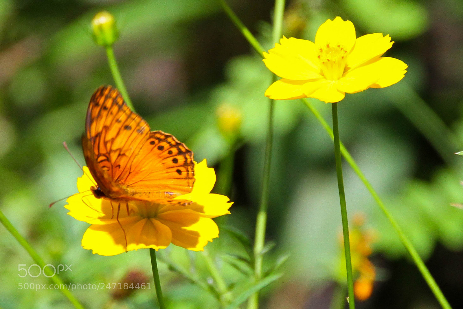 Canon EOS 7D sample photo. Butterfly photography
