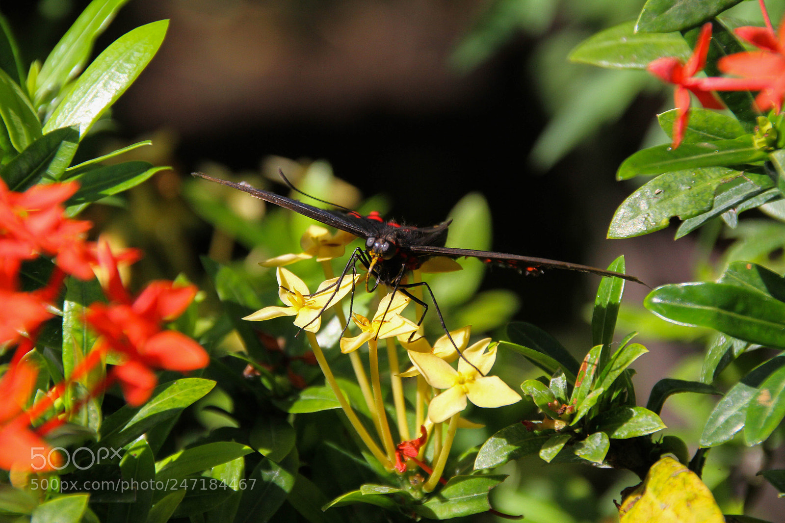 Canon EOS 7D sample photo. Butterfly photography