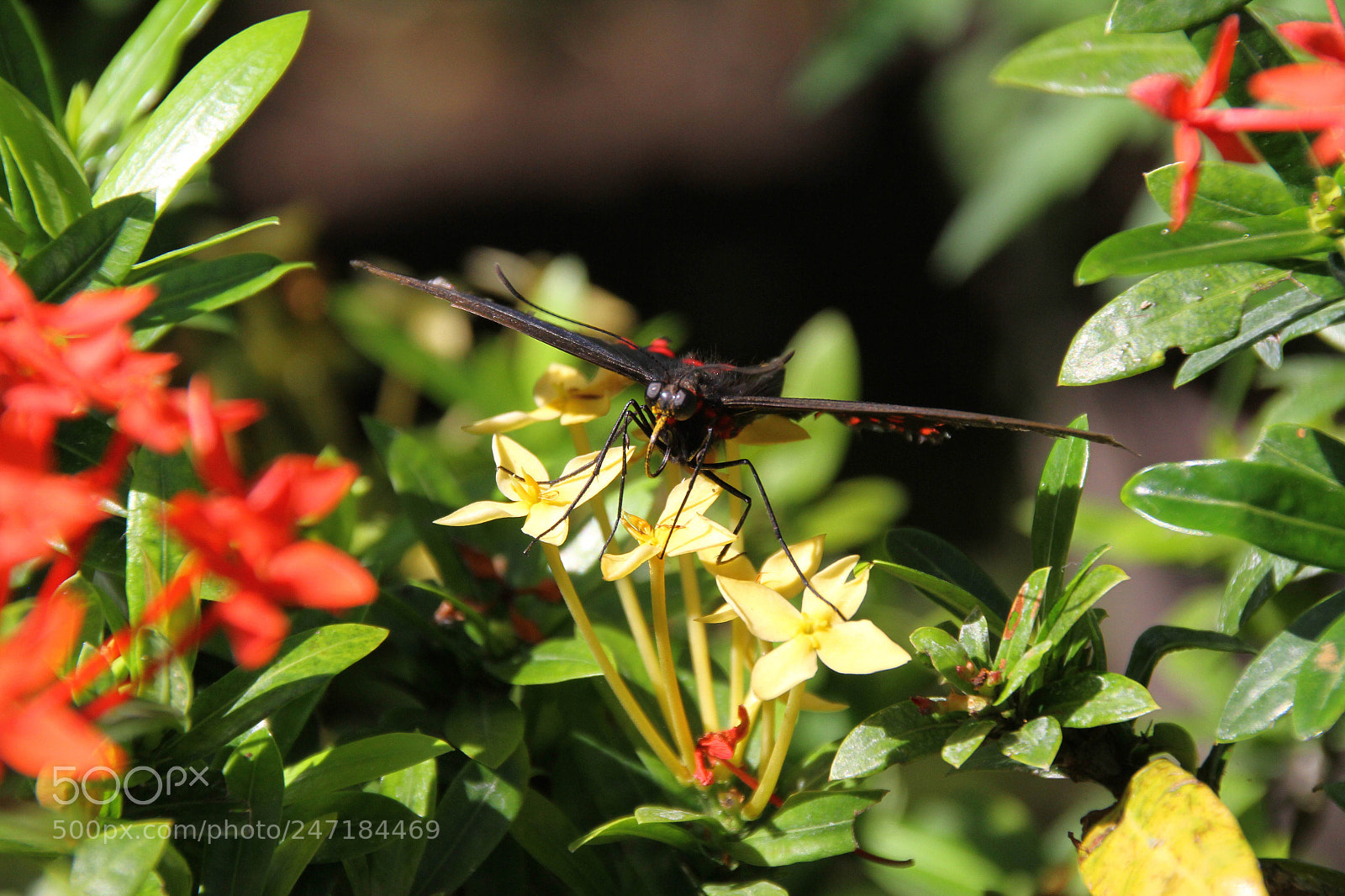 Canon EOS 7D sample photo. Butterfly photography