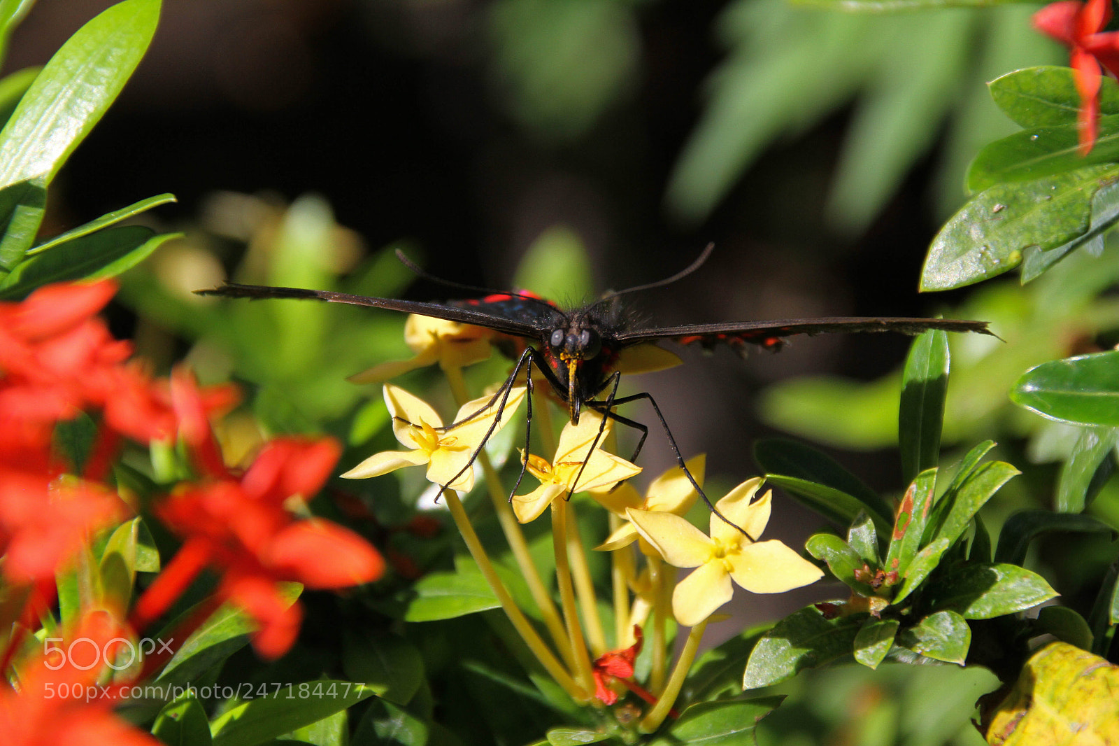 Canon EOS 7D sample photo. Butterfly photography
