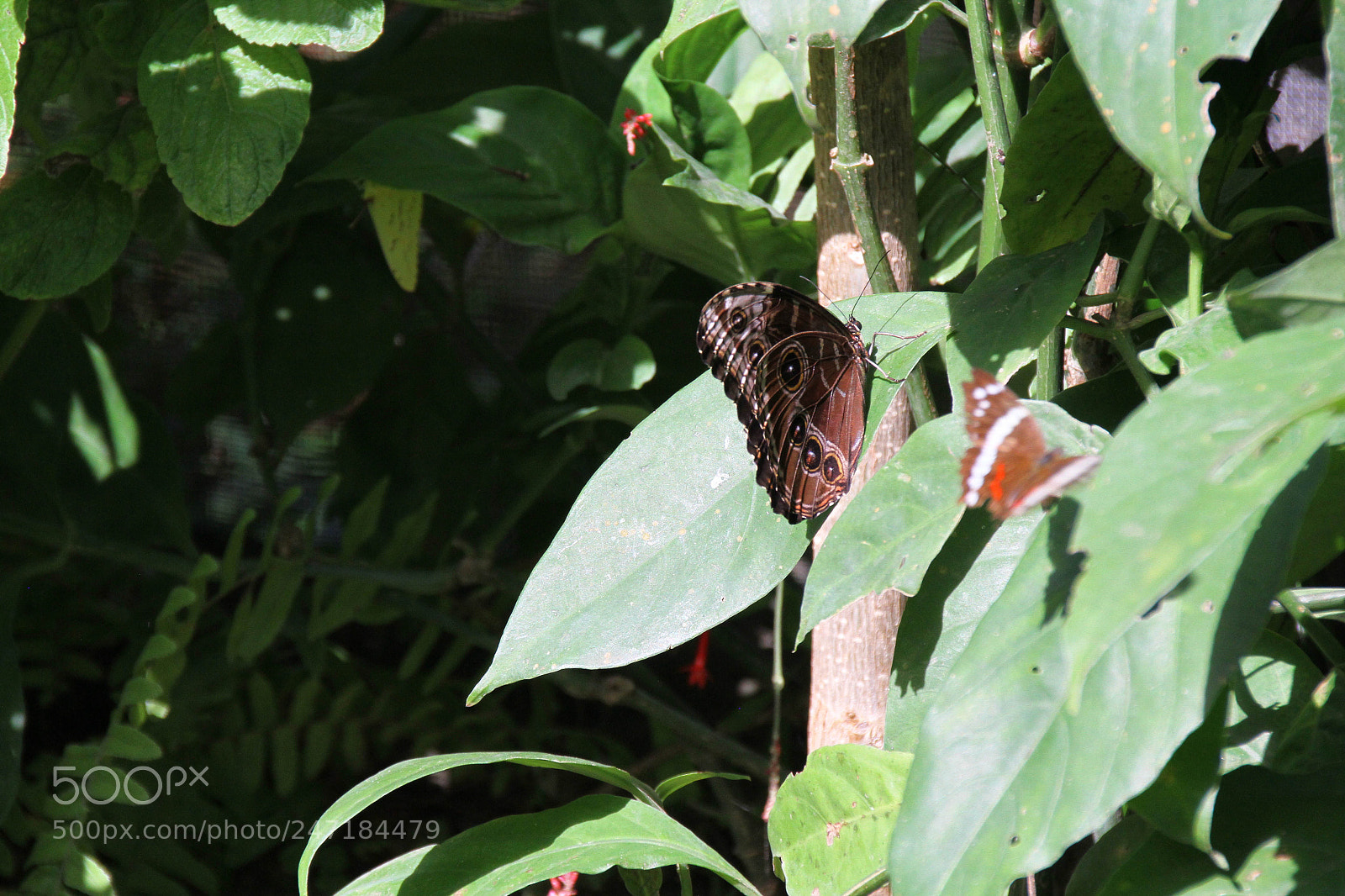 Canon EOS 7D sample photo. Mariposas photography