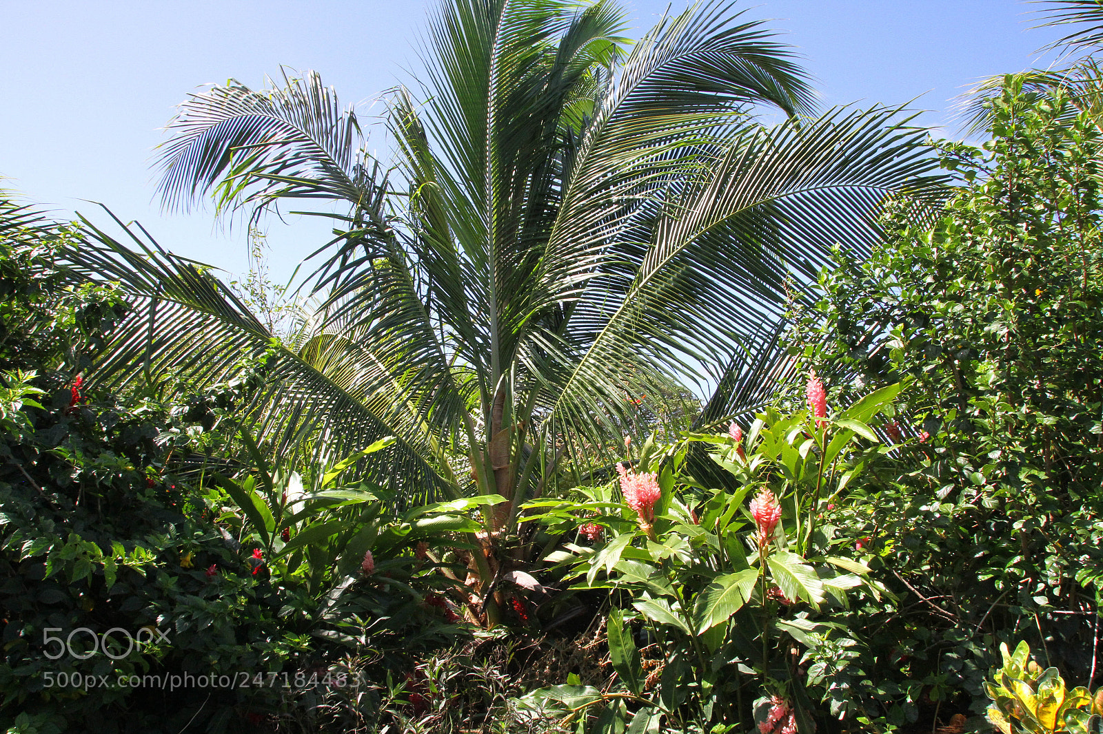 Canon EOS 7D sample photo. Butterflies park photography