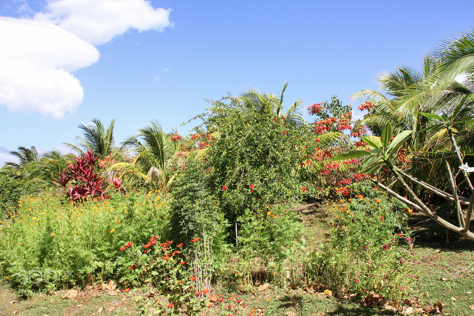 Canon EOS 7D sample photo. Butterflies park photography