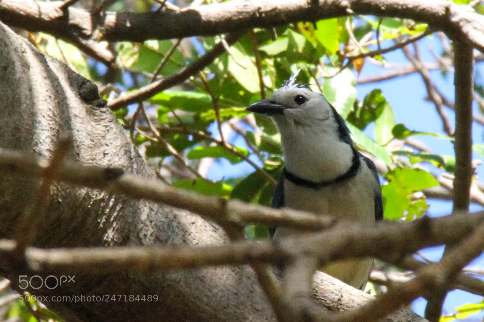 Canon EOS 7D sample photo. Bird of nicaragua photography