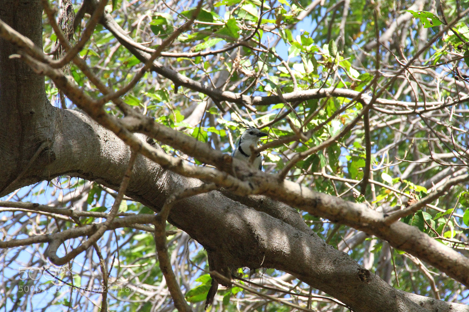 Canon EOS 7D sample photo. Bird of nicaragua photography