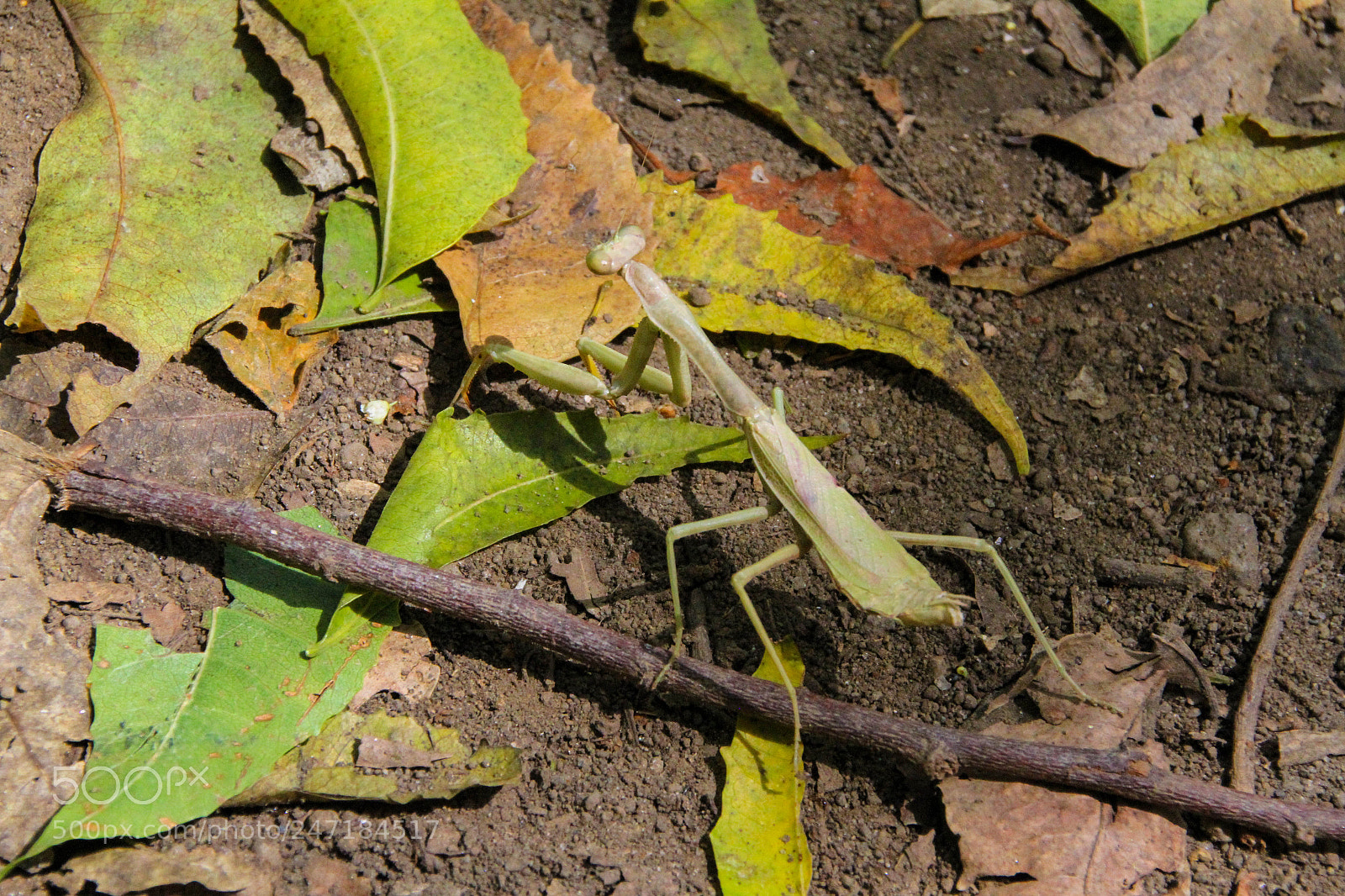Canon EOS 7D sample photo. Praying mantis photography