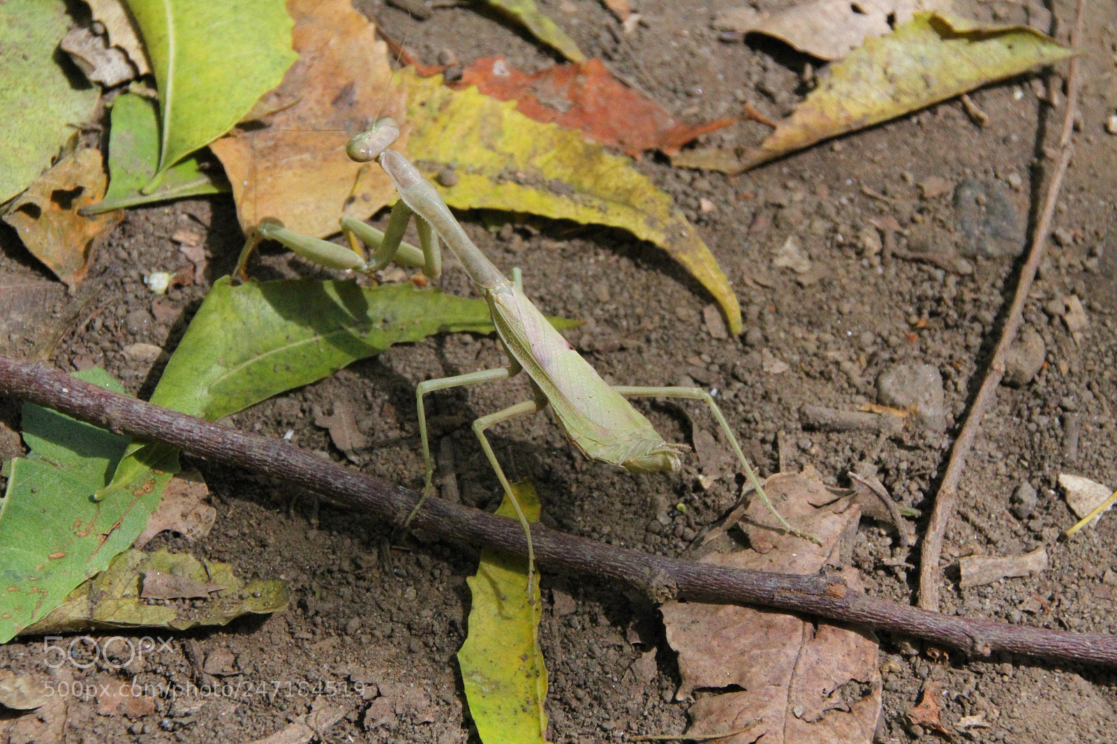 Canon EOS 7D sample photo. Praying mantis photography