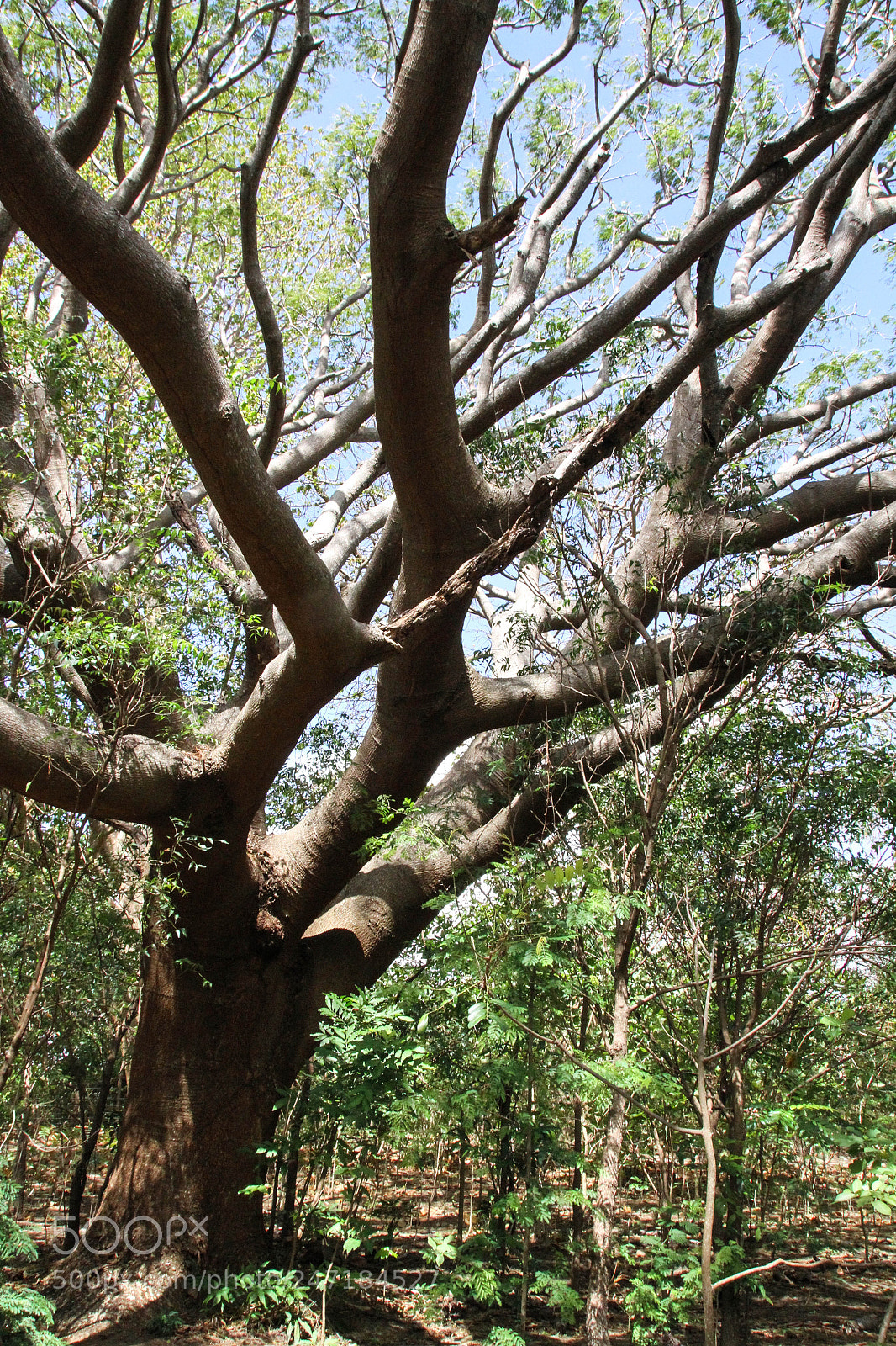 Canon EOS 7D sample photo. Incredibles trees of nicaragua photography
