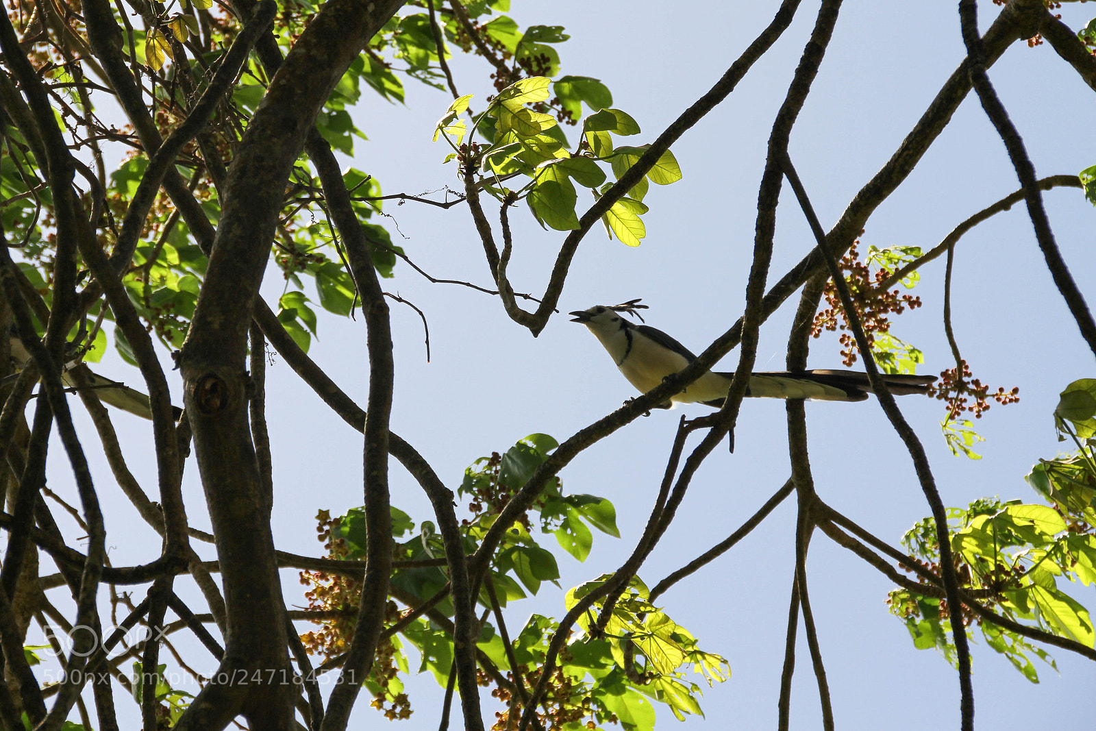 Canon EOS 7D sample photo. Bird of isla de photography