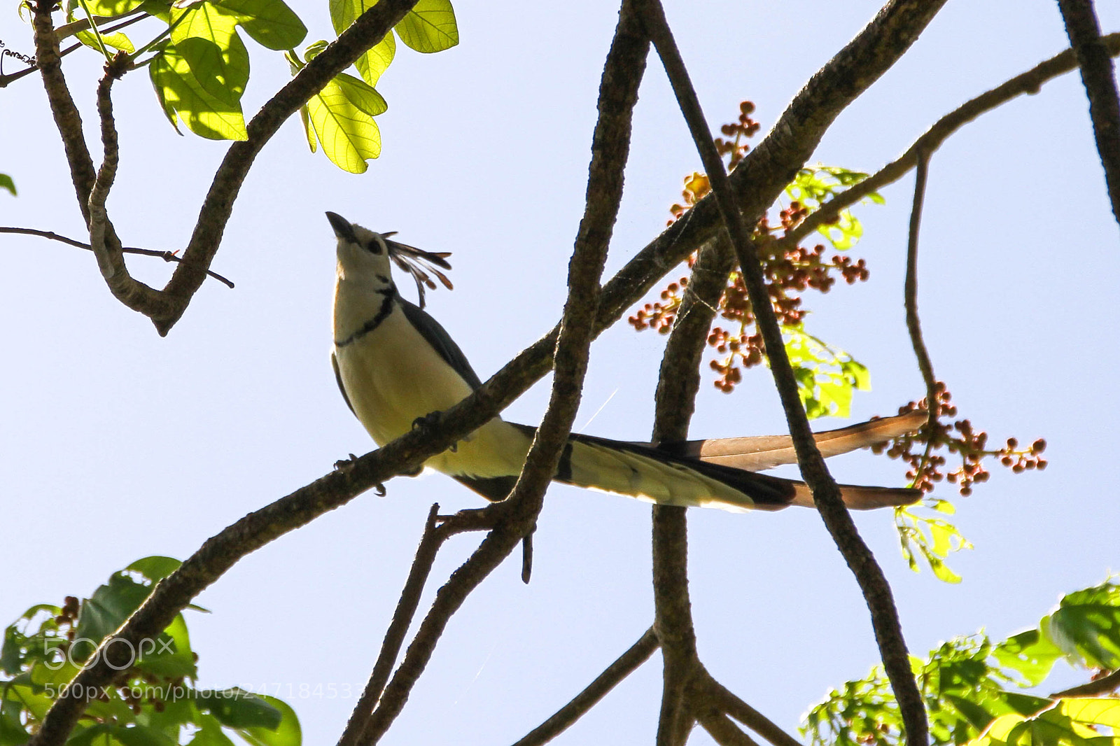 Canon EOS 7D sample photo. Bird of isla de photography