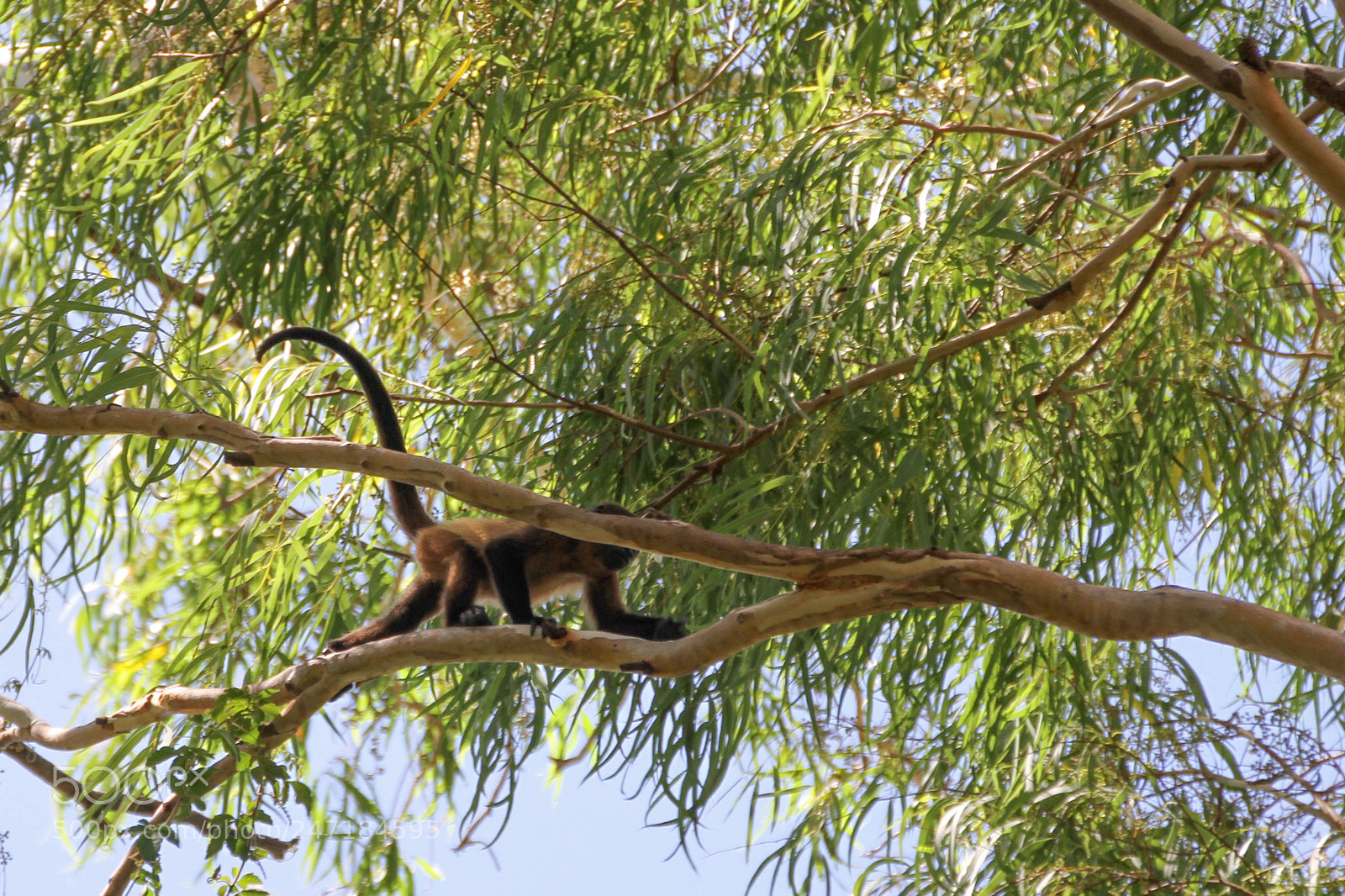 Canon EOS 7D sample photo. Spider monkey photography