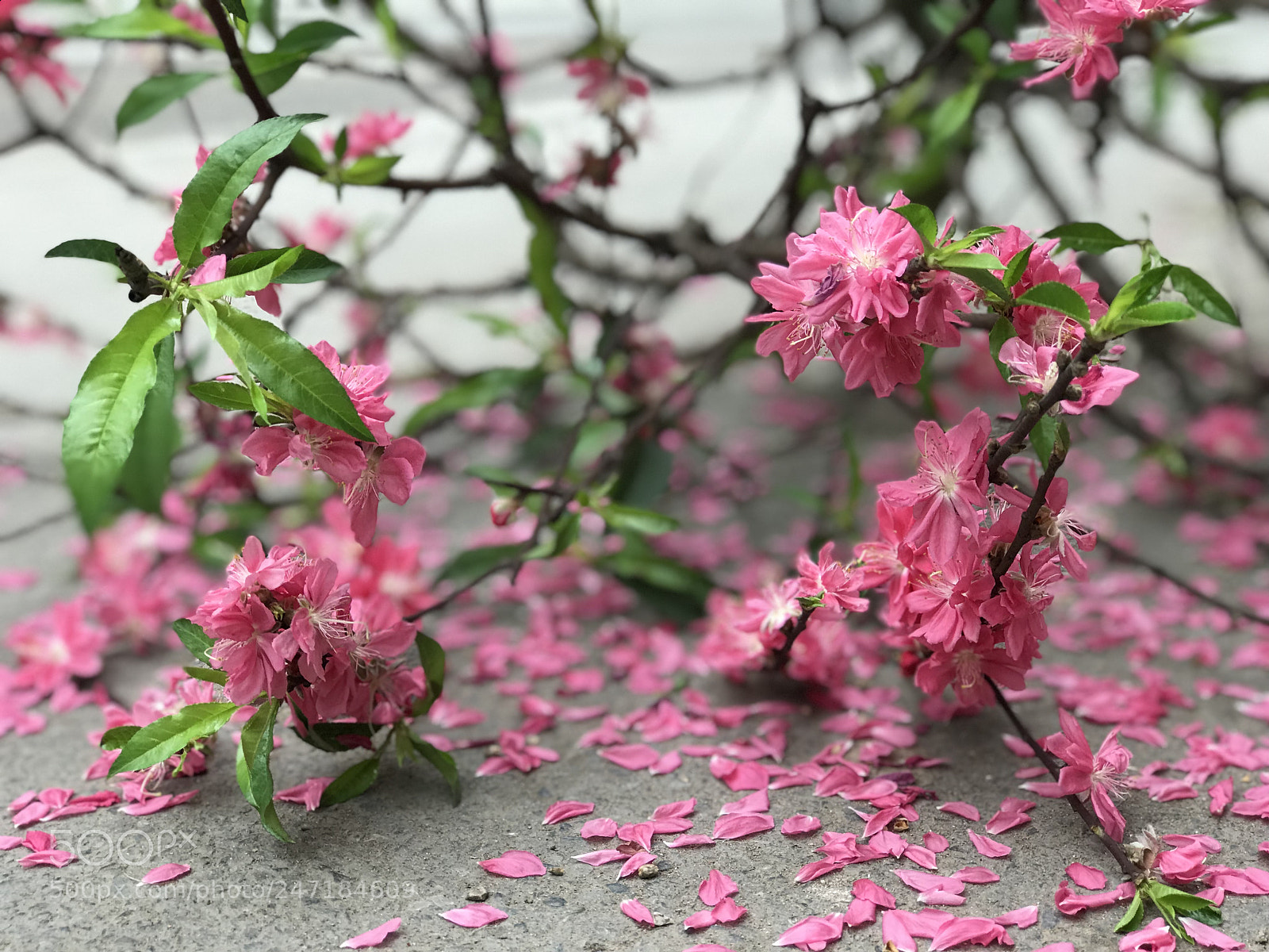 Apple iPhone 7 Plus sample photo. End of springtime photography