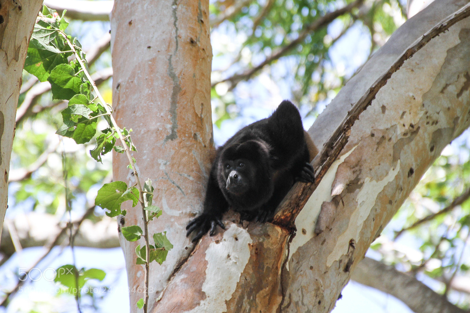 Canon EOS 7D sample photo. Screaming monkey photography
